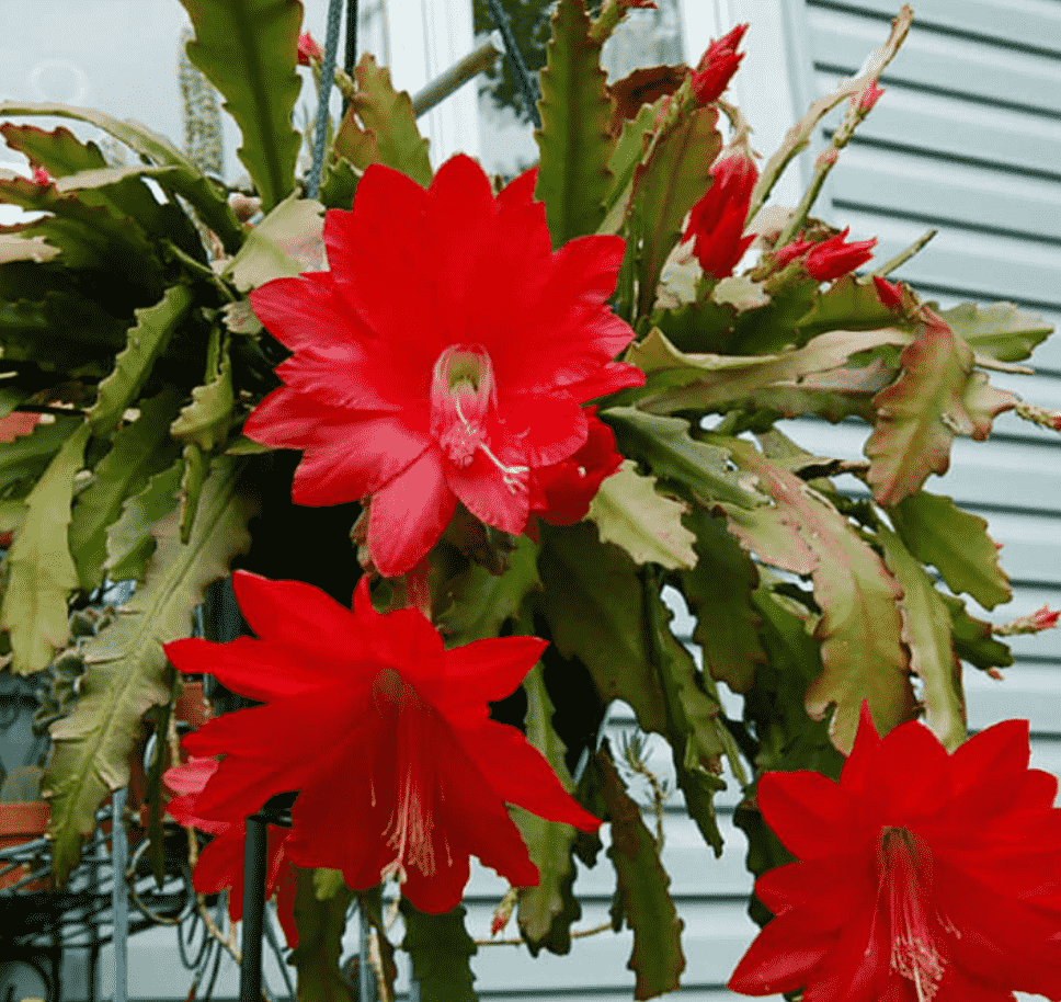 toptropicals's tweet photo. #Disocactus ackermanni - Red Orchid Cactus.This flat stemmed #epiphyticcactus boasts brilliant red flowers which can reach up to 6" across. Flowering occurs in mid-spring. It grows in a fern-like manner, arching toward the ground.
https://t.co/pWPeTUPyUl
#Cactus
#FridayFeeling https://t.co/vqfTgIFGeH
