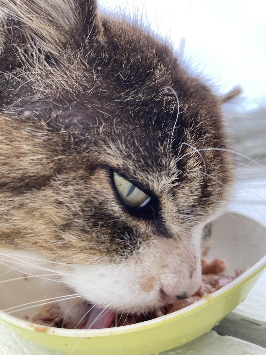 kuronekotashiro's tweet photo. ポンプ置場方面のパトロールが終わって、店先に来てくれたデカ男さん😼
このあと栄養たっぷりご飯を食べてもらいました😊
#StaySafe #田代島 #猫島 #猫 #田代島クロネコ堂 #tashirojima #catisland #CatsOfTwitter #CatsofTwittter #catlover #catls https://t.co/JAPsQBn9IE