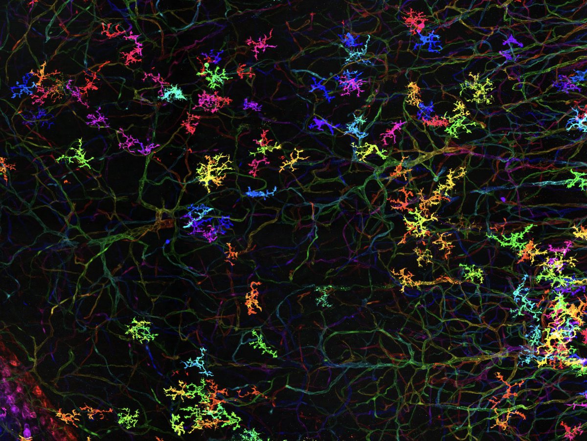 josephineliwang's tweet image. Happy #FluorescenceFriday ✨ Here are some sparsely-labeled rainbow #microglia in the mouse somatosensory cortex 🧠  — image acquisition via light sheet fluorescence microscopy of optically cleared tissue