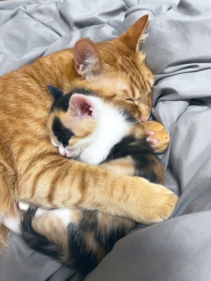 だいじだいじ 子猫をギュッと抱きしめて眠る兄猫にほっこり 泣けてくる 大切なんだなぁって ひしひし伝わる まいどなニュース