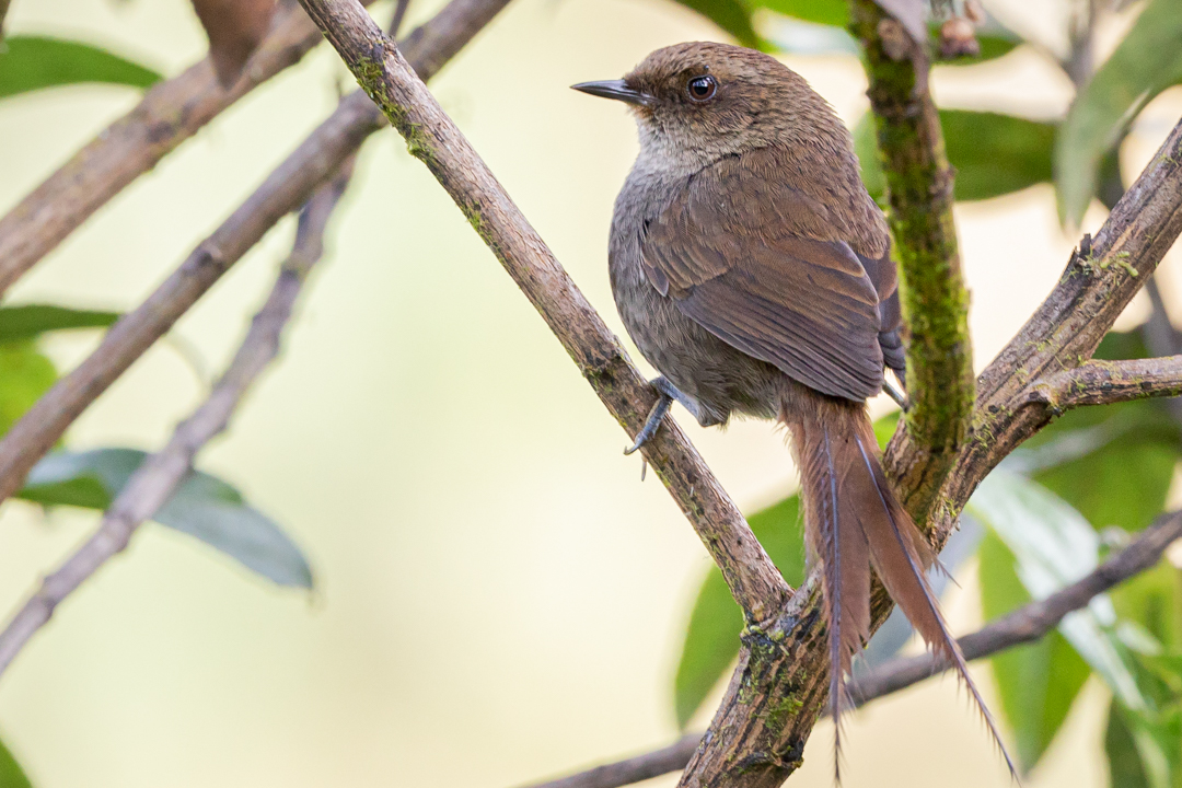 Tanager Tours tweet media