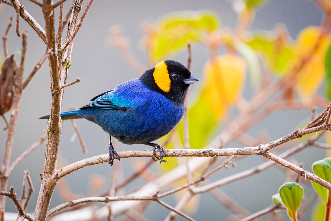 Tanager Tours tweet media