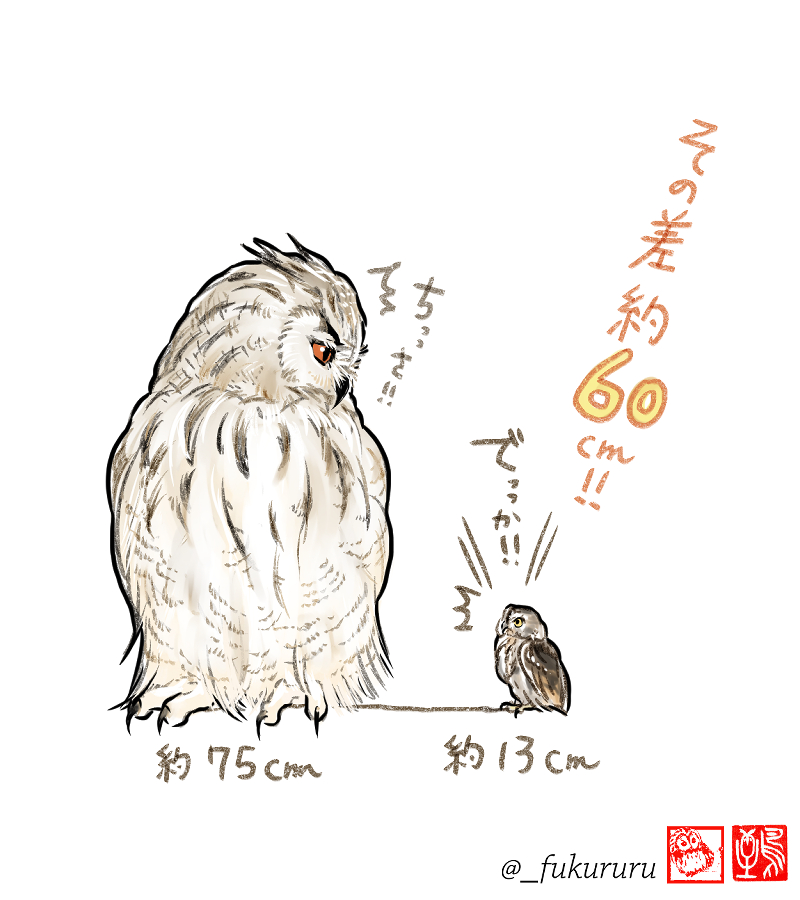 ここがすごいのフクロウさん〜🦉

フクロウ界最大はワシミミズク、最小はサボテンフクロウ。同じ「フクロウ」でもこの差!環境に合わせた個性がすごい🦉 