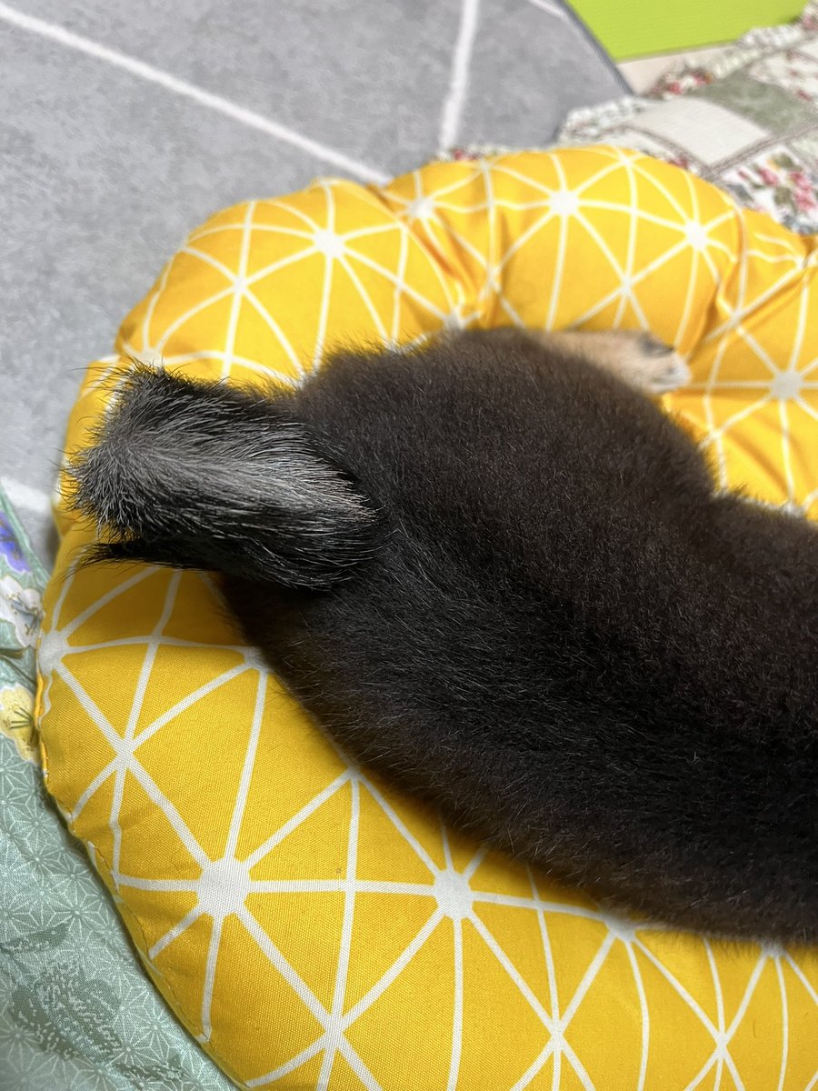 nimame_0130's tweet photo. にまめのくるくる尻尾🐕
毛が体の毛と比べるとちょっと硬め🤔 https://t.co/8oYIAeKnVU