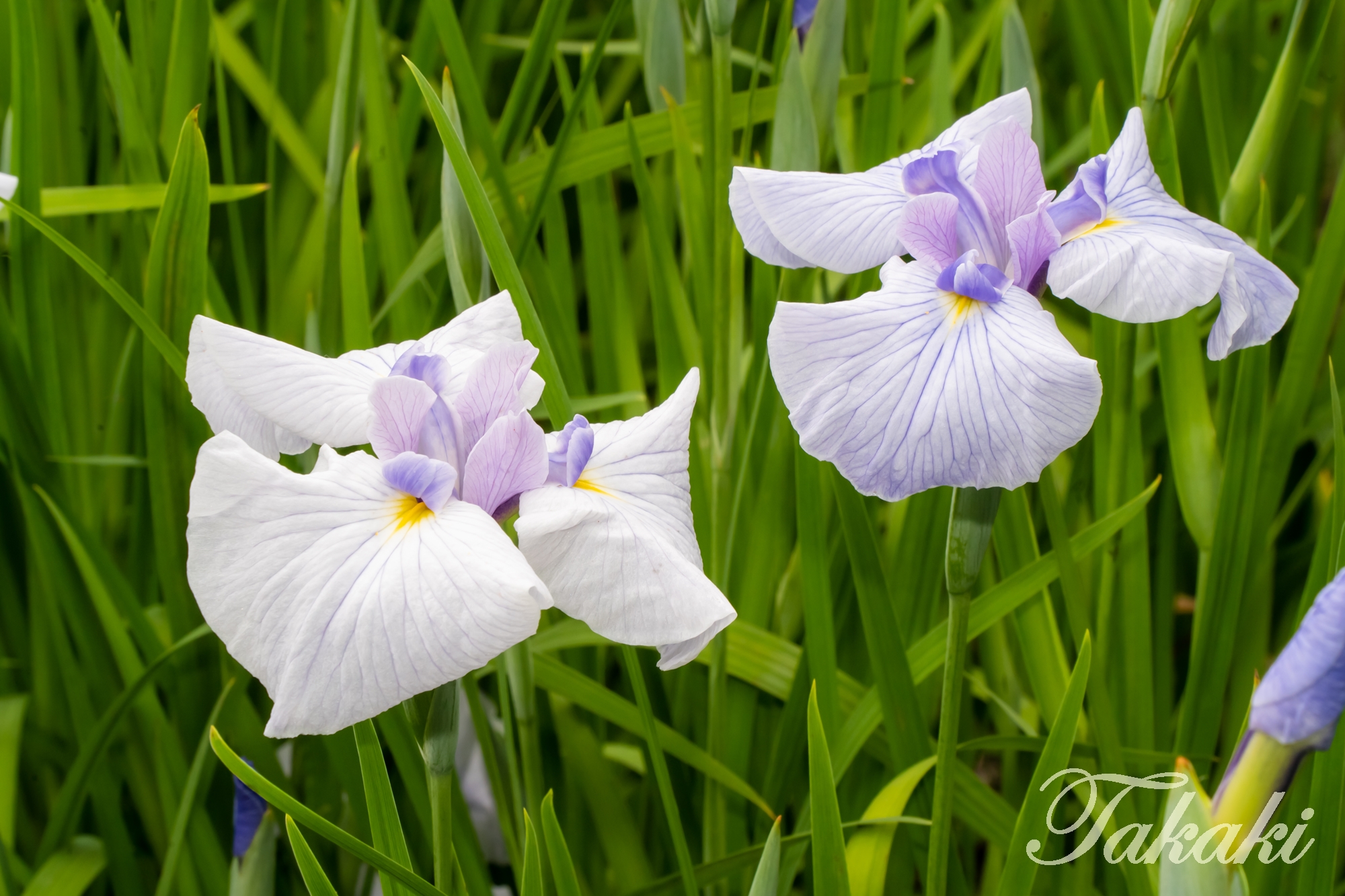 𝓣𝓪𝓴𝓪𝓴𝓲 染谷花しょうぶ園 Vol 1 花菖蒲 紫陽花 撮影 22年06月 染谷花しょうぶ園 花菖蒲 紫陽花 T Co 3d2feecqlq Twitter