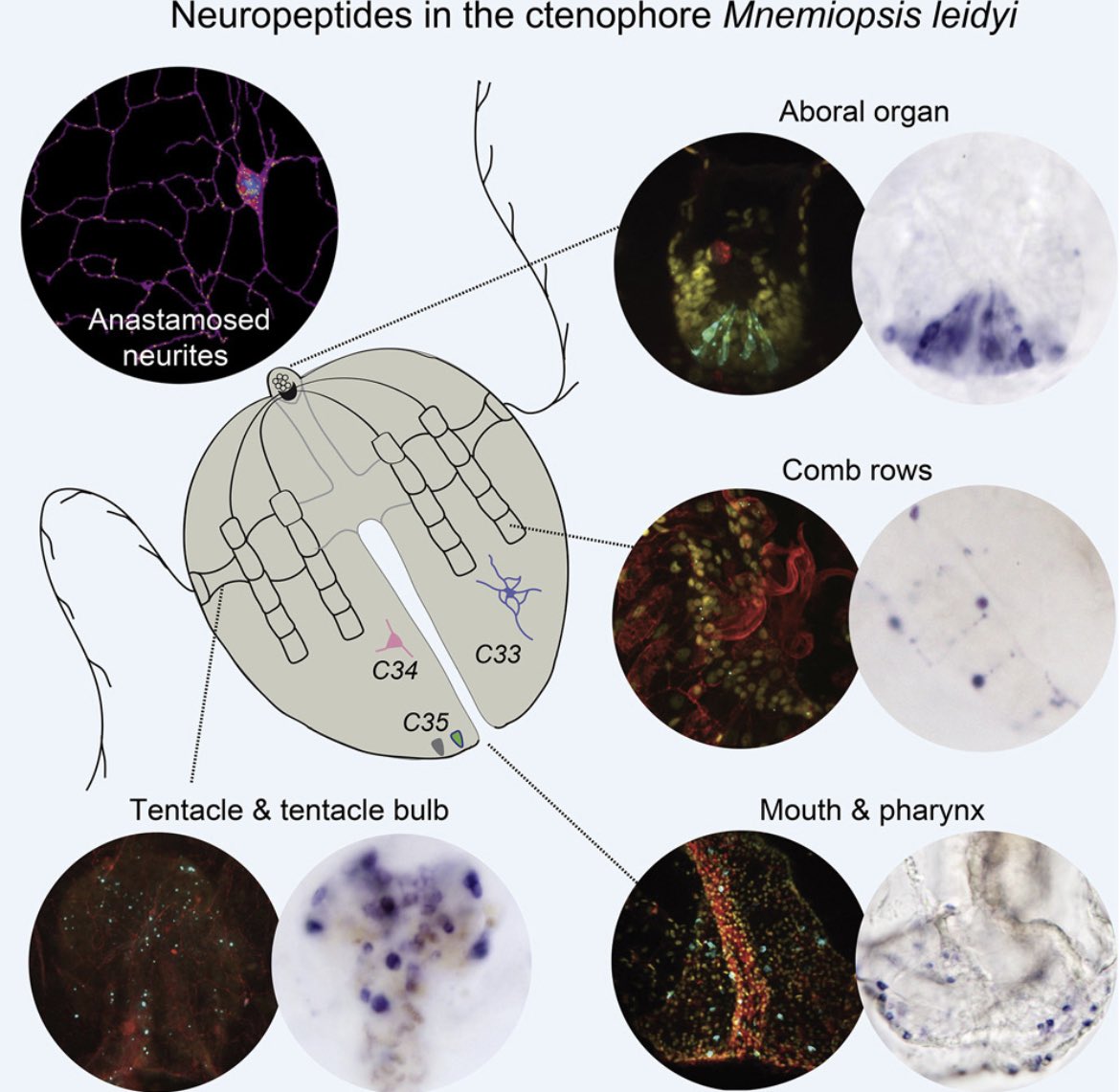 Planaria1's tweet photo. Maria Sachkova explains Ctenophore neurons and peptides

https://t.co/cA3QBjidMK

#SarsSymposium2022 https://t.co/7LfTu2rGhr