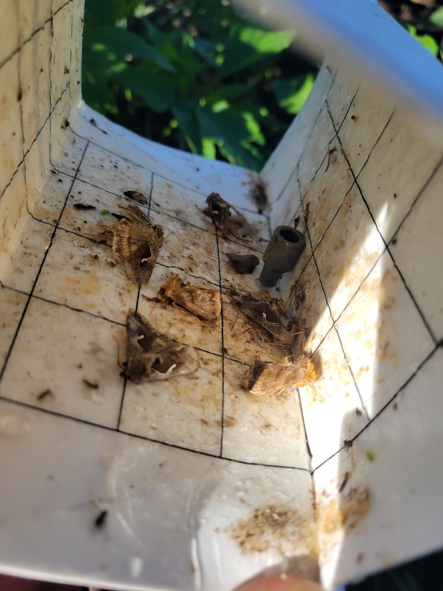 AmandaTracey12's tweet photo. First check of our looper traps in CK and we already have 6 with the Cabbage Looper lure.  We will have to wait and see what species they actually turn out to be. #crypticspecies https://t.co/VA52KrE99S