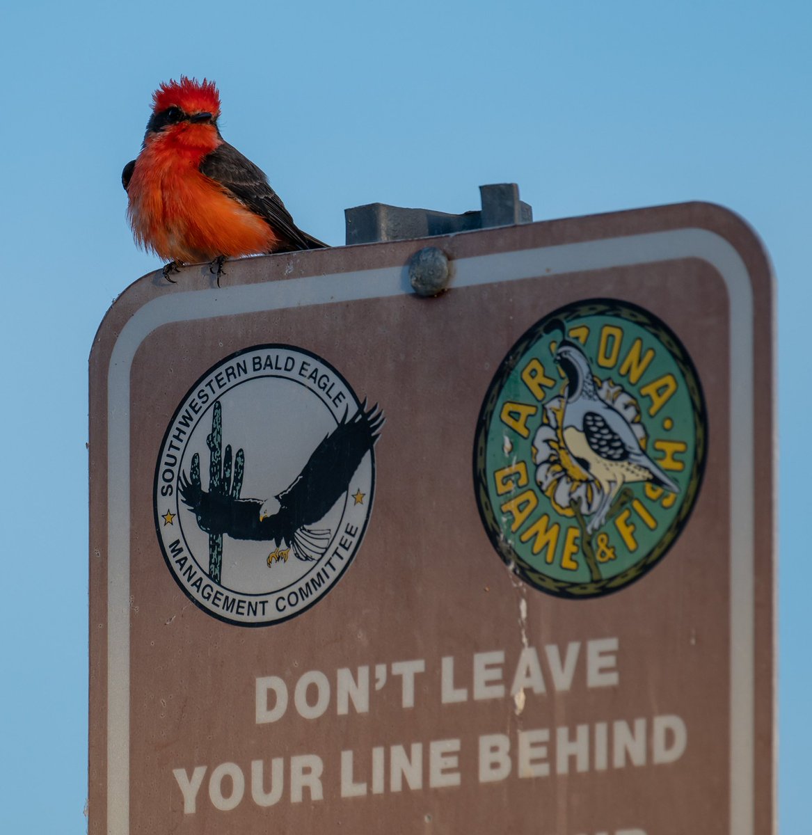 OnlyVeesAz's tweet photo. Game &amp; Fish Final Boss. Vermilion Flycatcher https://t.co/Xpt3LSFfti