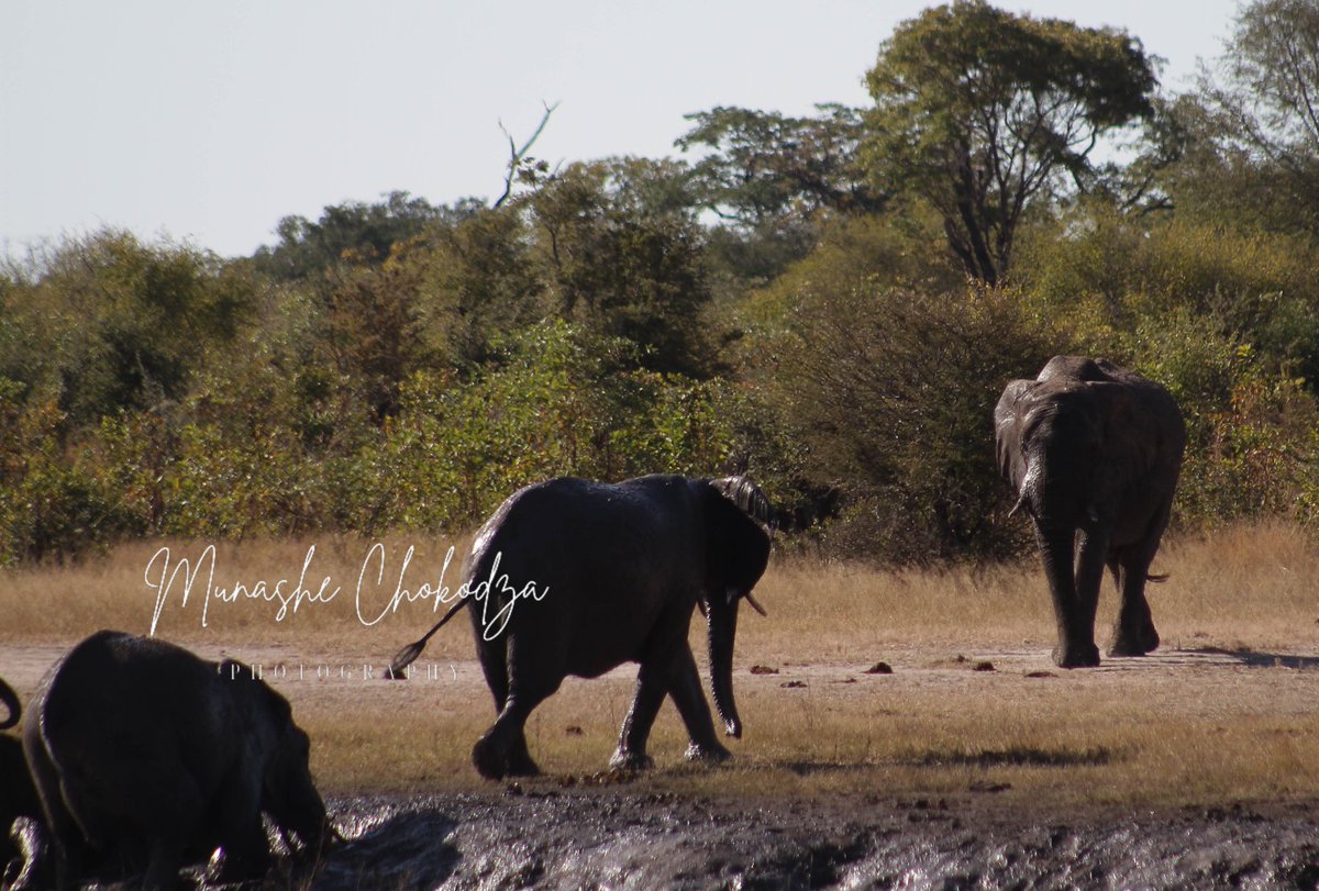 ChokoMunashe's tweet photo. Elephants are considered ecosystem engineers because of sculpting the landscape they move, creating microhabitats for smaller mammals and invertebrates as well as facilitating much-needed plant diversity.
.
.
.
.
#wildlifephotography #elephant #HwangeNationalPark #munashe #nzou https://t.co/chJQRu8FEz
