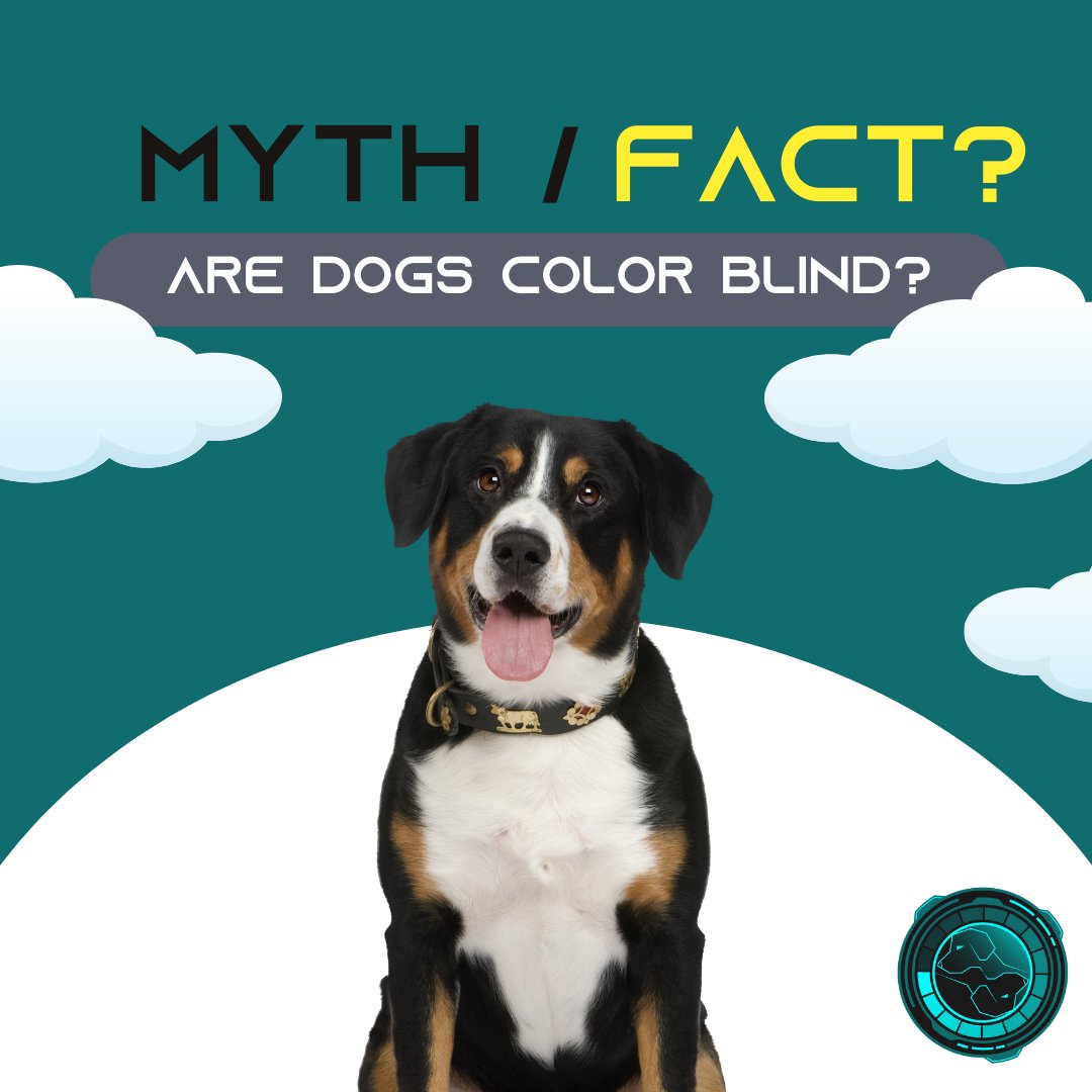 South Golden Dogs Movement tweet media