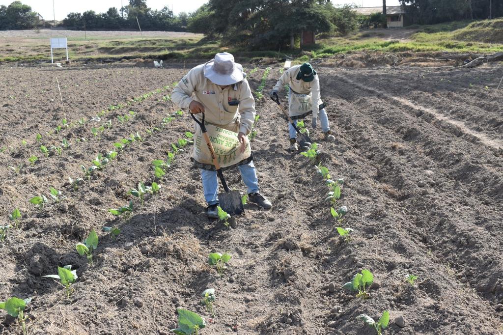 INIAPeru's tweet photo. [Chincha]
La EEA Chincha a través del #PROAGROBIO, realizó la evaluación y caracterización de 57 accesiones del banco de germoplasma de pallar en el Centro experimental San Juan de Cóndor, a fin de obtener una nueva variedad y así poner a disposición de la región Ica. https://t.co/gTO3C63bVz