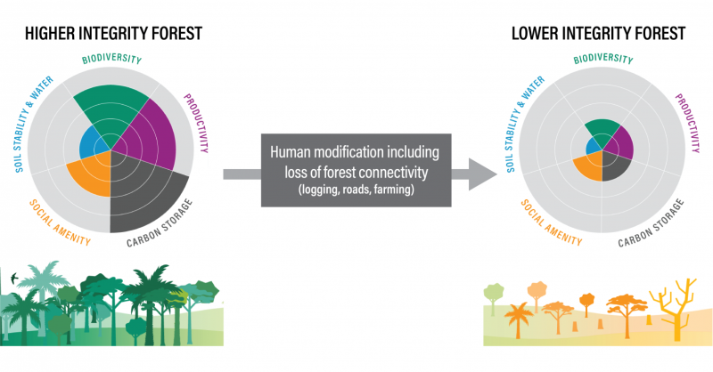 restoreforward's tweet photo. We need to prevent #deforestation, but it's equally important to preserve the health of the forests that remain standing.

Discover why #ForestIntegrity is so crucial and how we can protect it: