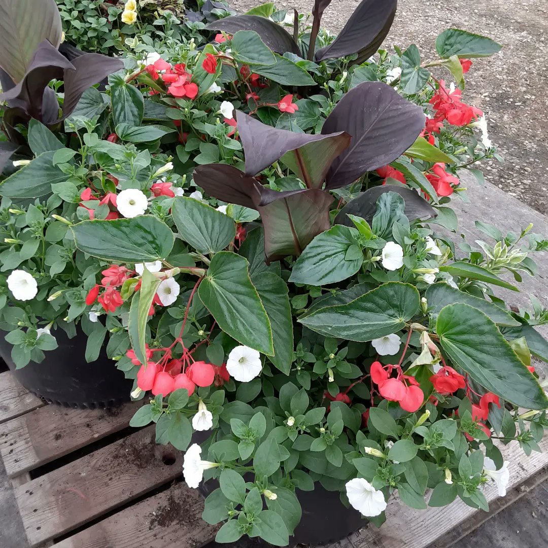 Big planters for the library in Grand Valley
<a href="/Grand_Valley_ON/">Town of Grand Valley</a> 
#arthurgreenhouses
