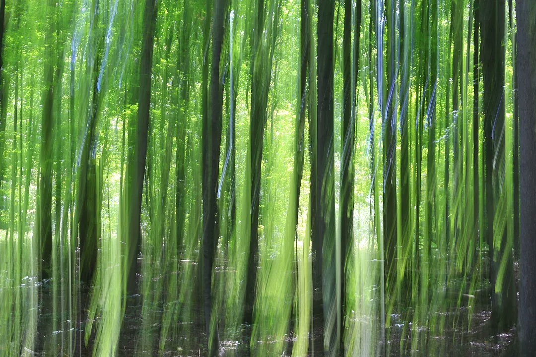 Lost in the magic of the forest 
#forestscene #forestfind #forest_captures_trees
#treephotography #treestreestrees #treephoto #forest_captures