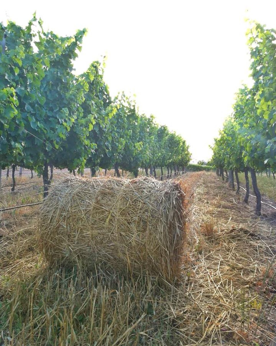 Rolling into the weekend like... We hope your cellar is stocked with beautiful, bright biodynamic wines. #organicwines #elginmagic #elgin #elginridgewines #biodynamic