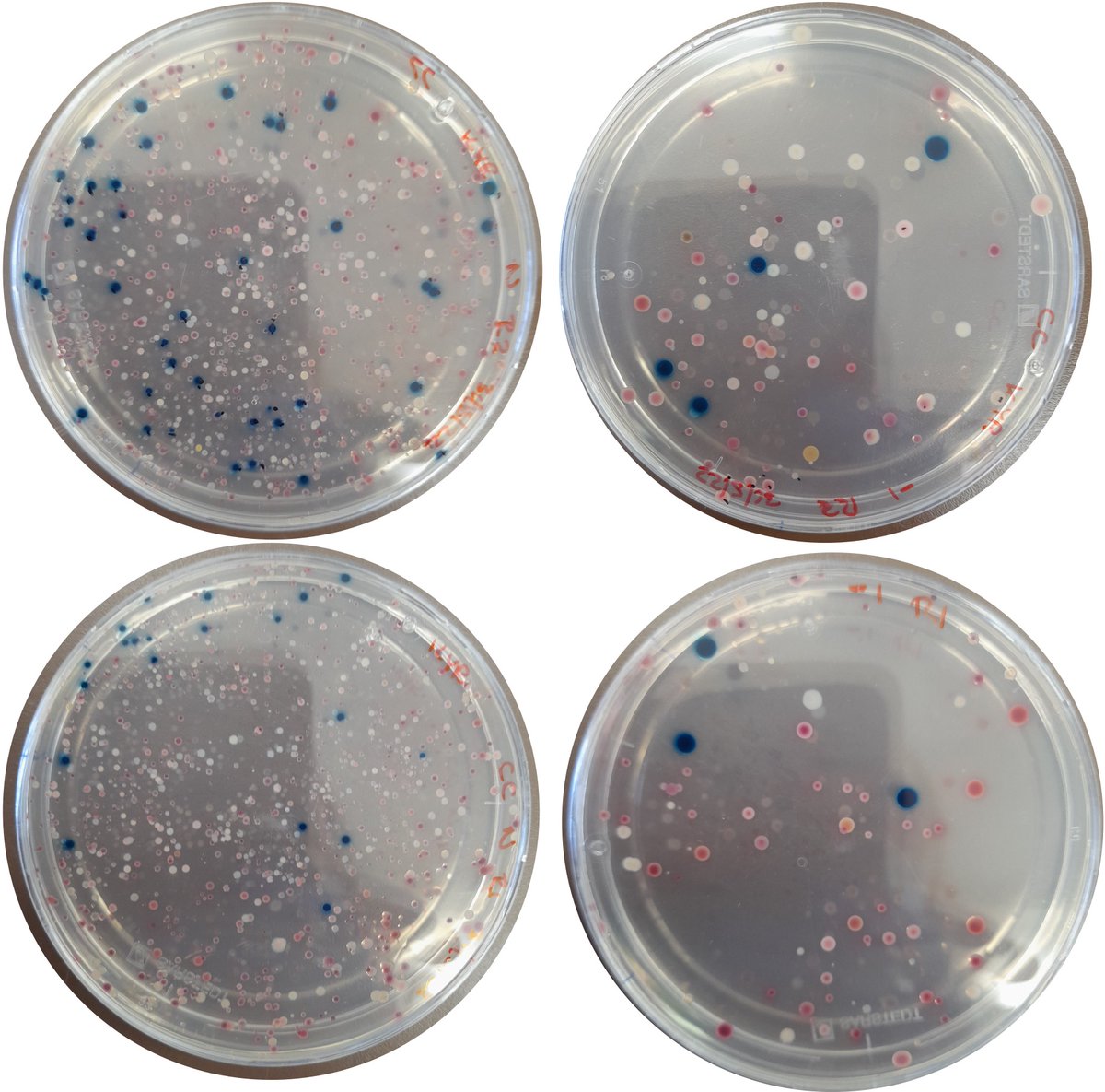 Interesting E.coli (in blue) are showing on our selective plates from your river water samples...Are they going to be resistant to antibiotics? #AMR #cleanwater #waterpollution Test your local river by sending us a sample. Request a kit here warwick.ac.uk/knowyourriver/…