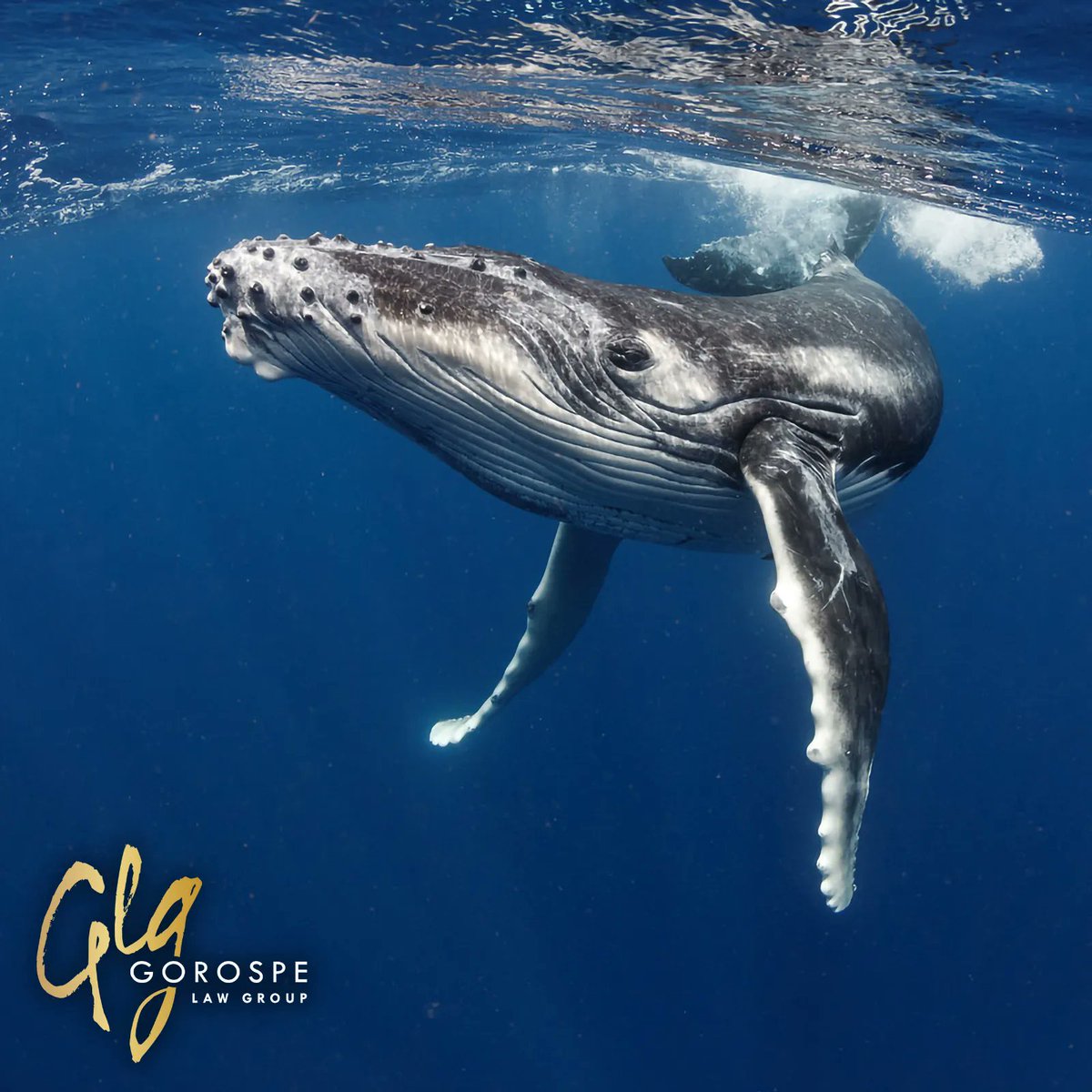 Here's a headscratcher for you...in Tennessee there is a law that states you cannot shoot any game from a moving vehicle…except whales! There are too many questions 😂 😂 😂 #FunnyFriday