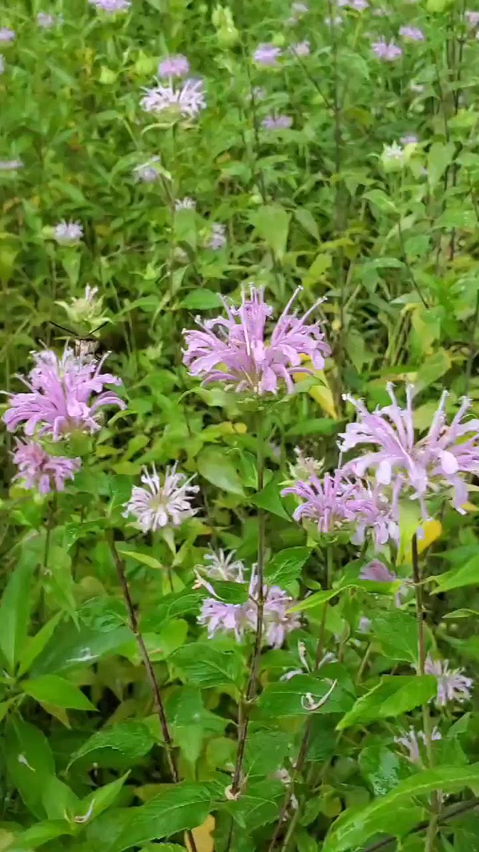 allybear64's tweet photo. Plz RT:
Like 🌱??  Thinking of grad studies??          Exciting last minute MSc position to explore plant genetic regulation of leaf microbiomes starting Fall 2022! Send us your CV to learn more. Email address in thread below. Applications close June 17th. https://t.co/N2CFRkpfVN