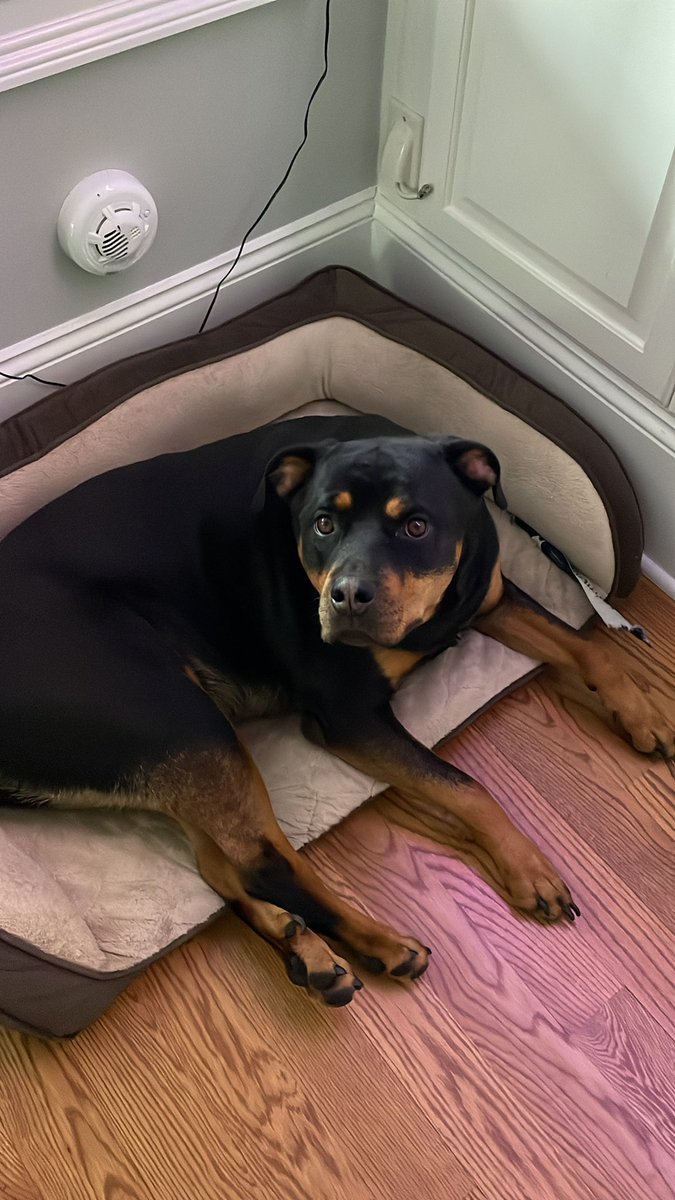 KovalKristine's tweet photo. @DanaPerino Good morning Percy, love Georgia! https://t.co/hv4wb04al7