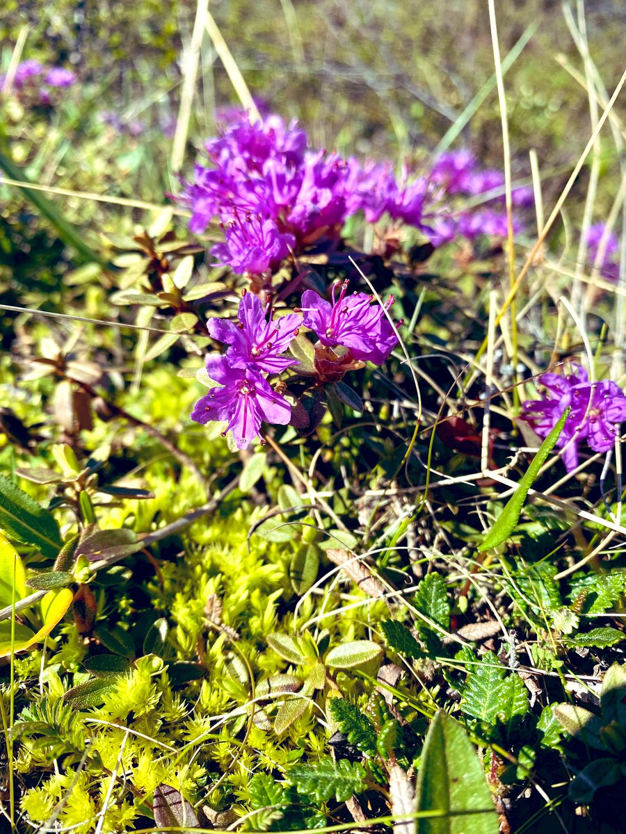 Super cool <a href="/GmosItn/">ITN GMOS-Train Project</a> project meeting. Bravo to all ESRs for their excellent presentations. Thanks <a href="/SofiJ_research/">Sofi Jonsson</a> <a href="/charlottehaugk/">Charlotte Haugk</a> @SGindorf <a href="/Alyssa_Azaroff/">Alyssa Azaroff</a> <a href="/west_johannes/">Johannes West</a> for having us!