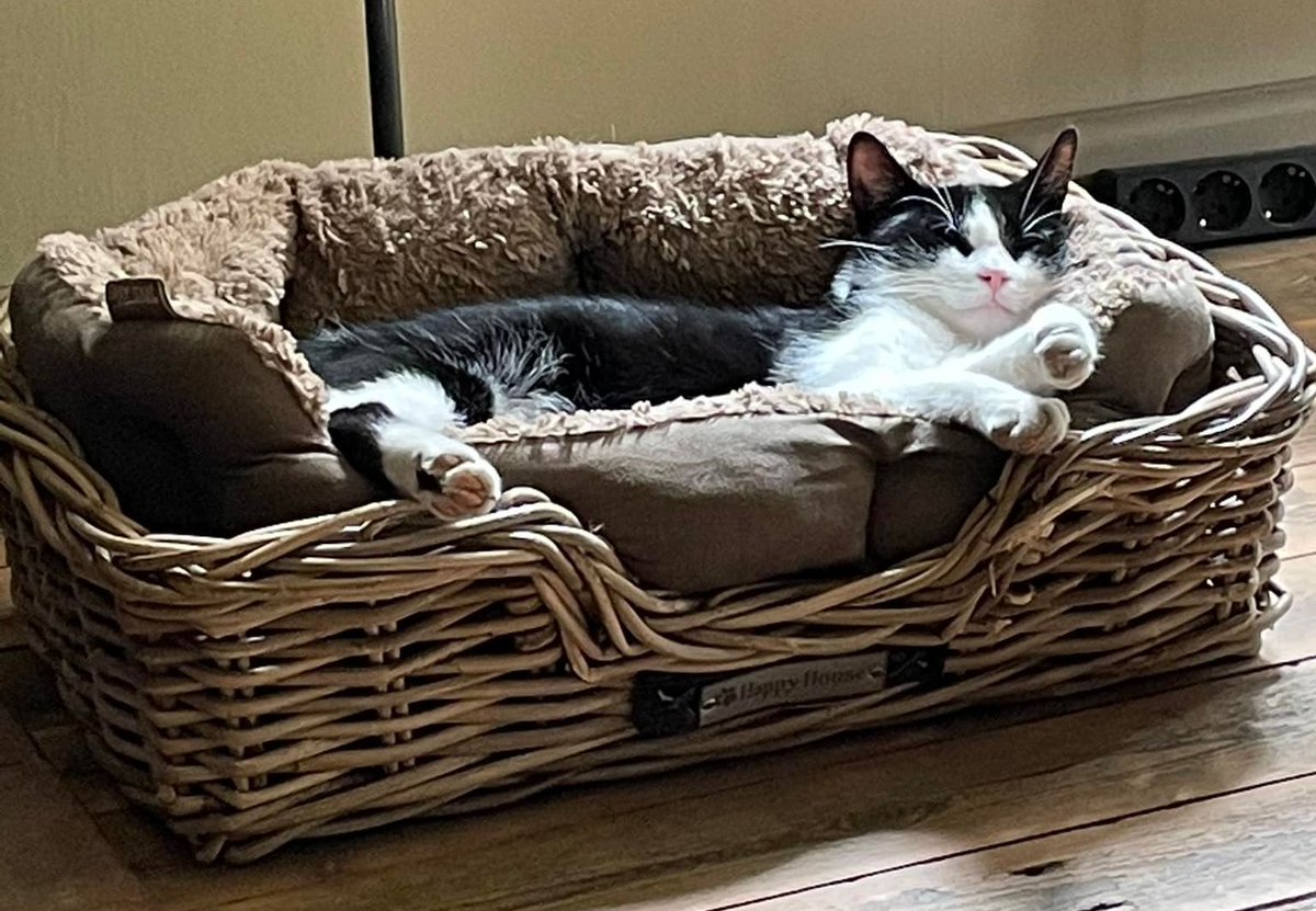 🔴 VERMIST: KAT SHAMBO (chip; zwart tuigje/rood bandje met hartjes)
ex-kater, zwart/wit
#LATHUM #GE - #BAARLE_NASSAU #NB 
#DHver 5/6/22 facebook.com/DeHerenigingNo…