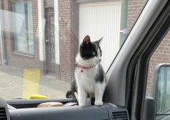 DE_HERENIGING's tweet photo. 🔴 VERMIST: KAT SHAMBO (chip; zwart tuigje/rood bandje met hartjes)
ex-kater, zwart/wit
#LATHUM #GE - #BAARLE_NASSAU #NB 
#DHver 5/6/22 https://t.co/wAsxPcYMus https://t.co/2Aak27FBFa