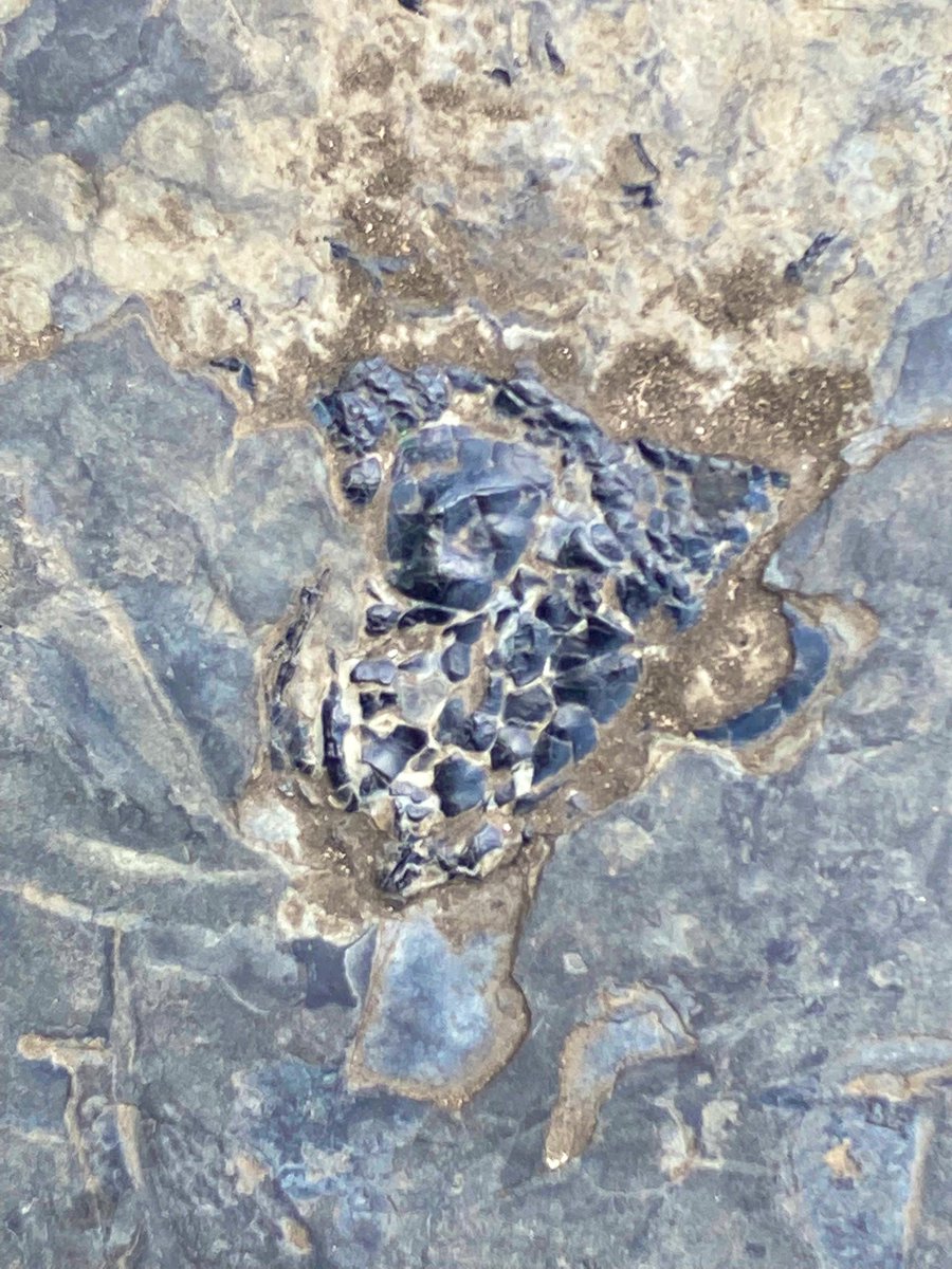 Natural Sciences NMS (@natscinms) on Twitter photo Hey #SPNHC2022
A quick #FossilFriday reminder to check out our fossil fish!
We’ve three large body fossils and tons of scales preserved in the pavement outside <a href="/NtlMuseumsScot/">National Museums Scotland</a>
Keep you eyes peeled for anything black and glinting in the sun
👁👁🐟 Hey #SPNHC2022
A quick #FossilFriday reminder to check out our fossil fish!
We’ve three large body fossils and tons of scales preserved in the pavement outside <a href="/NtlMuseumsScot/">National Museums Scotland</a>
Keep you eyes peeled for anything black and glinting in the sun
👁👁🐟