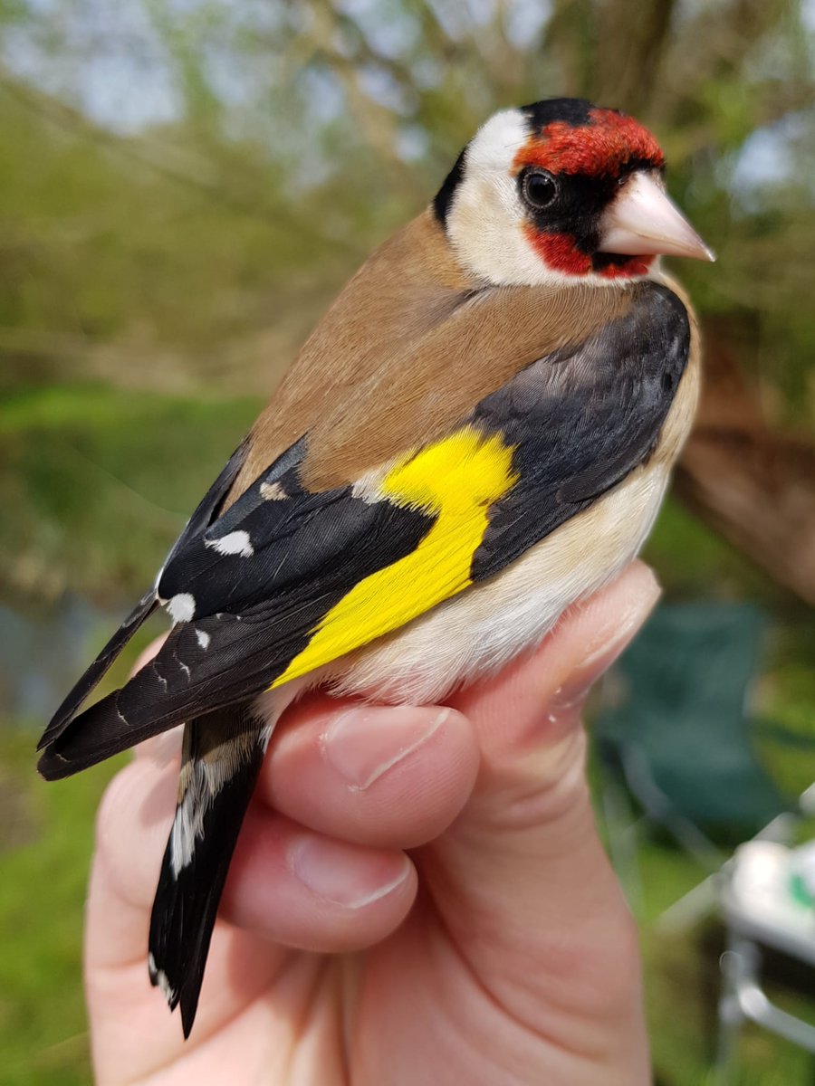 Central Oxford Ringing Group tweet media