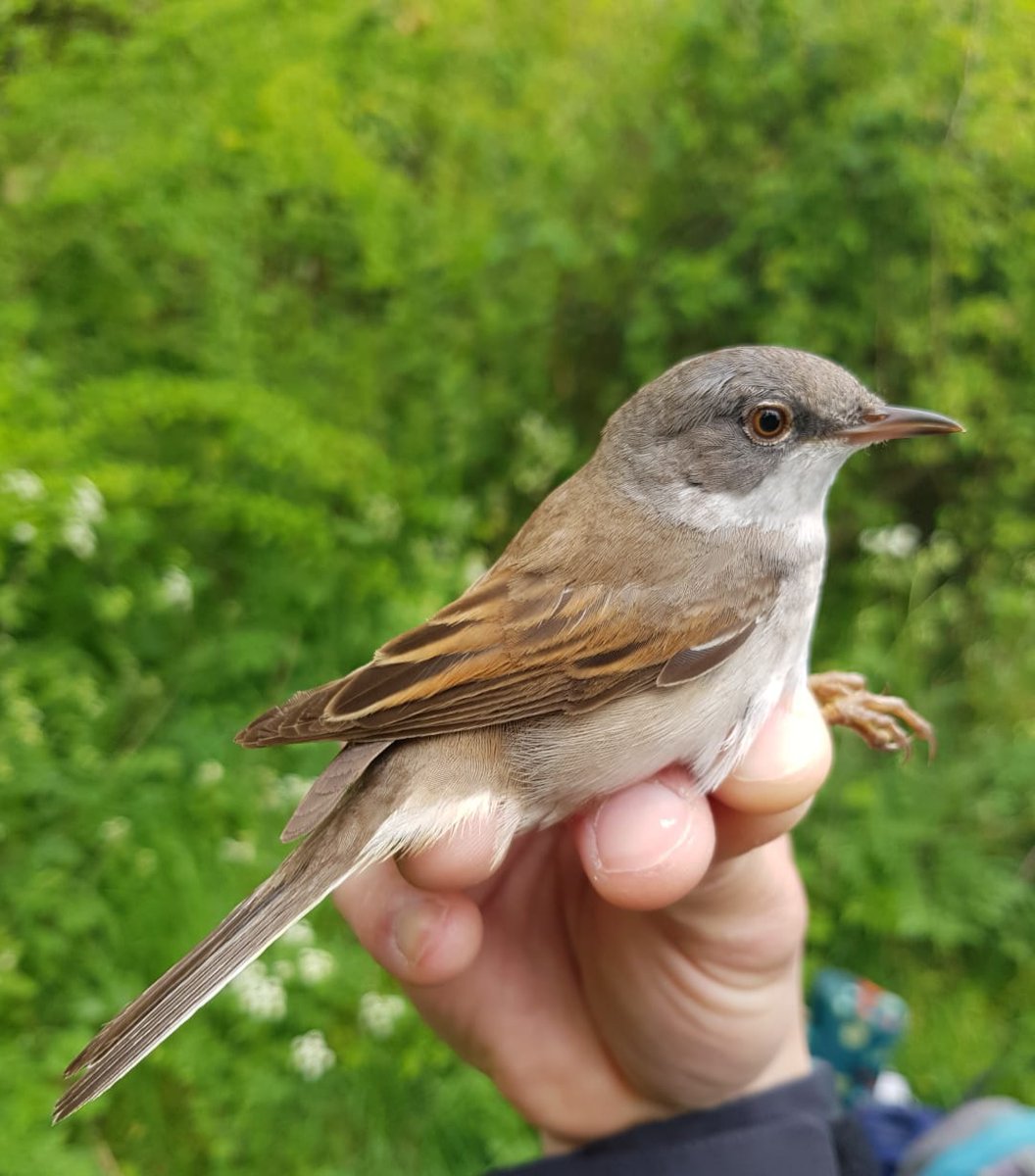Central Oxford Ringing Group tweet media