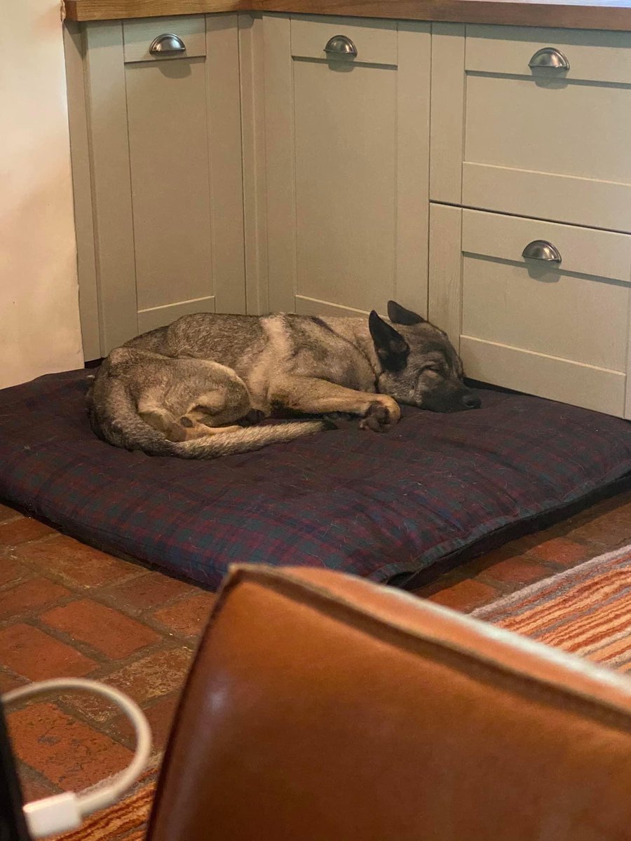 great_bulls's tweet photo. North ♥️ starting to look better already and is really setting in well ♥️🙌 our lovely foster is doing such an amazing job with him #AdoptDontShop #dogrescue #animalrescue #stopthedogmeattrade #endyulin https://t.co/HLqKN4UmXi