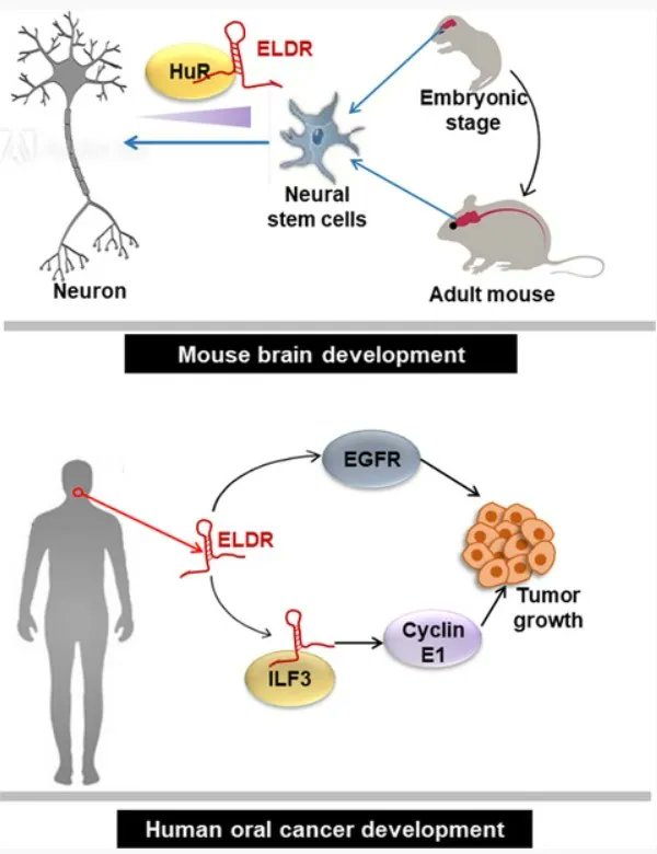 FEBSJournal's tweet image. 📌Check out this review article in our Issue 11: &apos;Emerging role of lncRNA ELDR in development and cancer&apos;

🖋️ By Subhayan Sur and Ratna B. Ray @SLU_Official 
🔗 buff.ly/3MEWab7 

#cancer #LINC01156 #LongnoncodingRNA #neuralstemcell