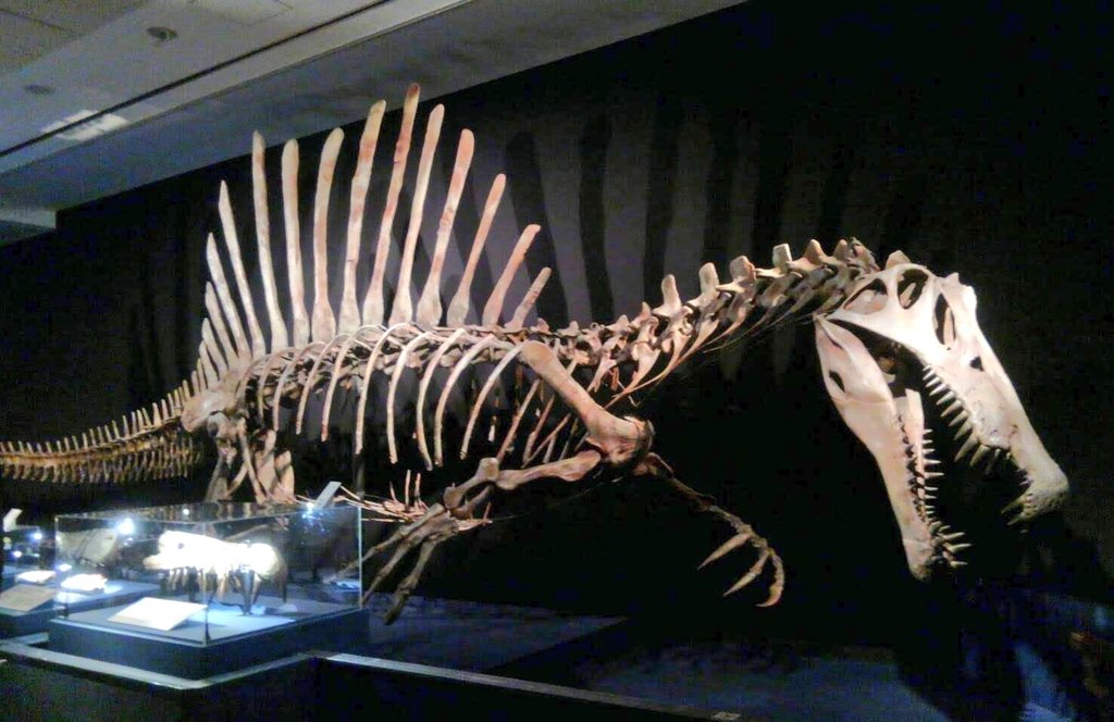 ここ数年で新発見が相次いだスピノサウルス！ 本物の発見は化石から