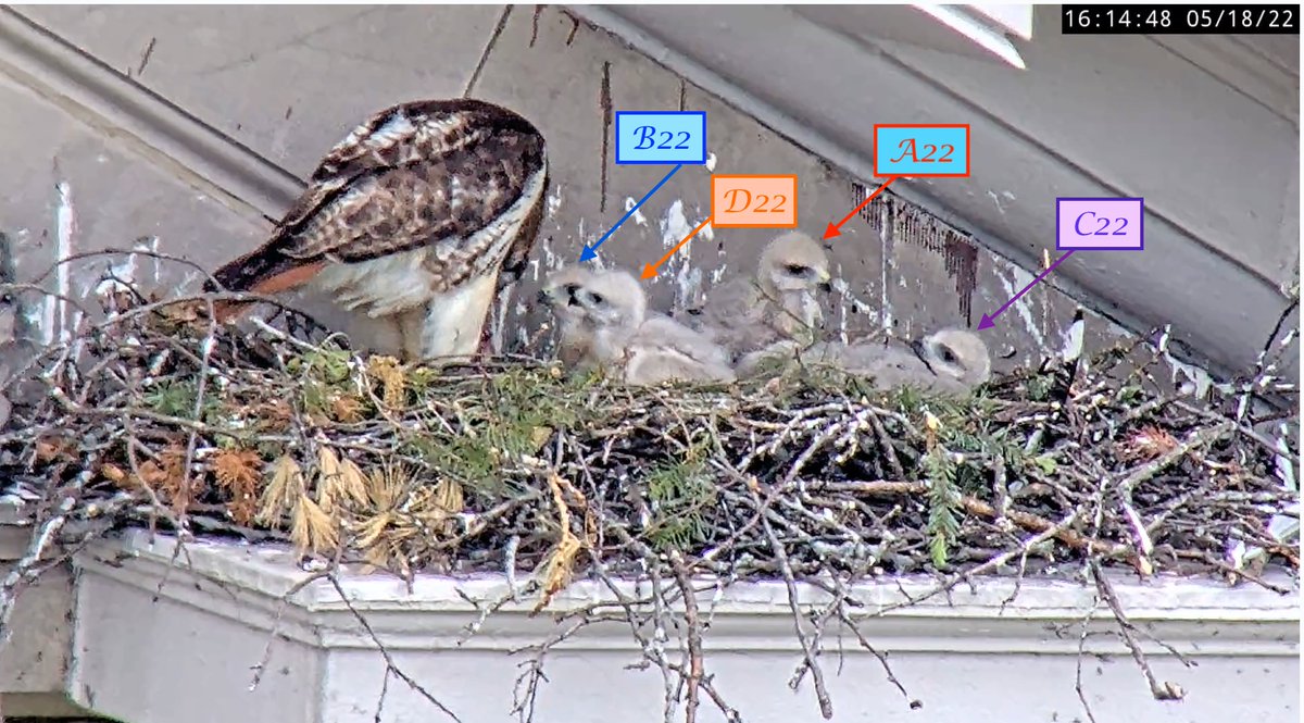 May 18, 2022-Happy Two Week and Three Week Birthdays D22 and A22! 🥳
A22 is 21 days old, D22 is 14 days with B22 at 20 days and C22 at 17 days. Weight gain is primary in week three as they spend most of their of time eating and sleeping as their weight increases."