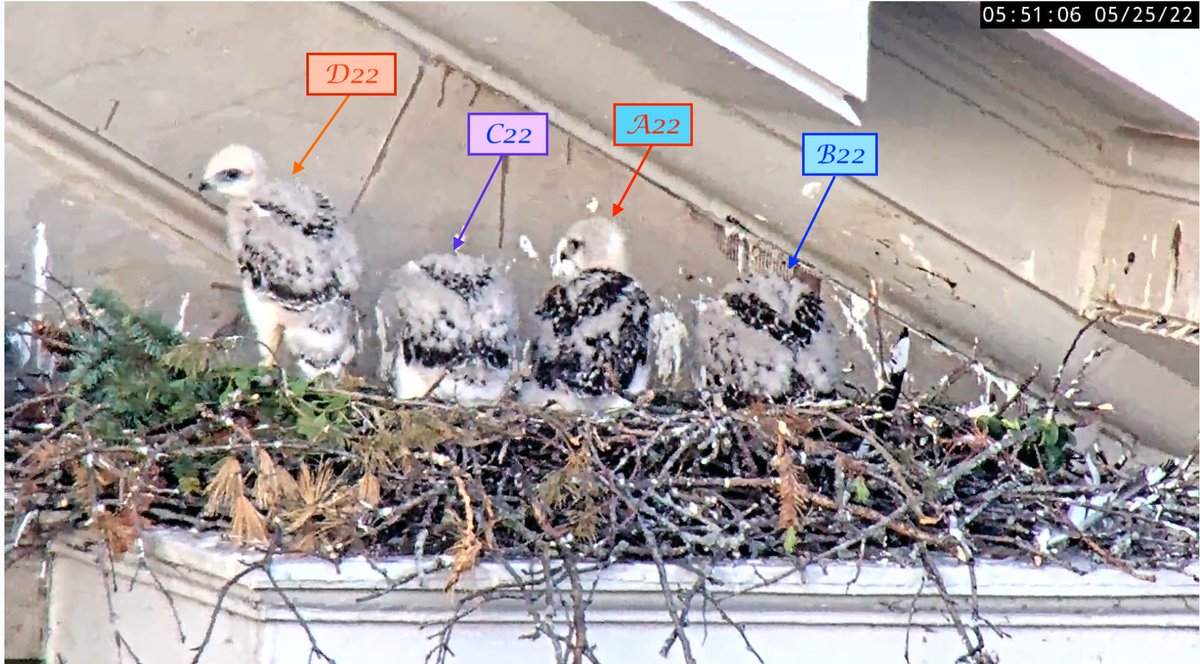 May 25, 2022-Happy Three Week and Four Week Birthdays D22 and A22! 🥳
Today A22 is 28 days old, D22 is 21 days with B22 at 27 days and C22 at 24 days. During the fourth week, weight gain declines, the nestling hawks begin feeding independently, and feather growth takes over.