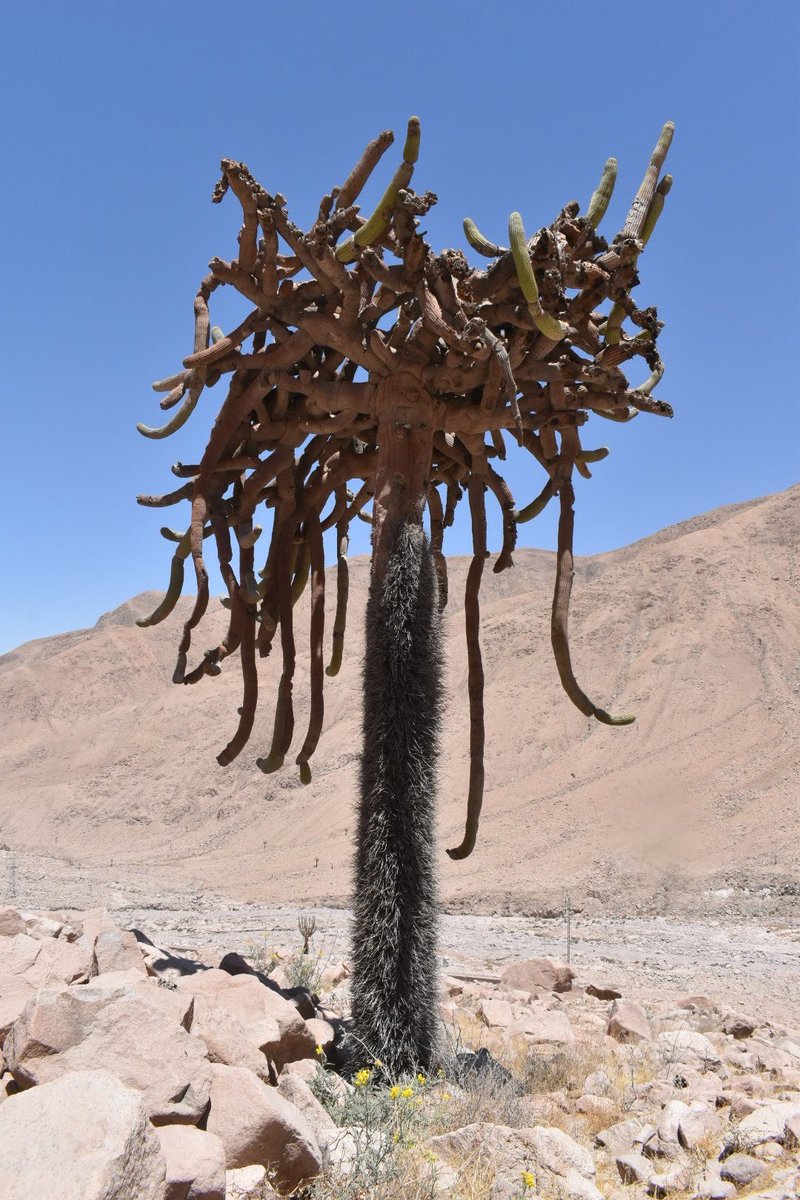 JoeySantore's tweet photo. Browningia candelaris has to be one of the most bizarre columnar cacti in the world. Near the Peru border in Northern Chile at an elevation of roughly 8,000' (2400m) these cacti live for centuries in the driest (but not very hot) desert on Earth, 40 miles inland from the Pacific. https://t.co/T5v3Ir7u5g