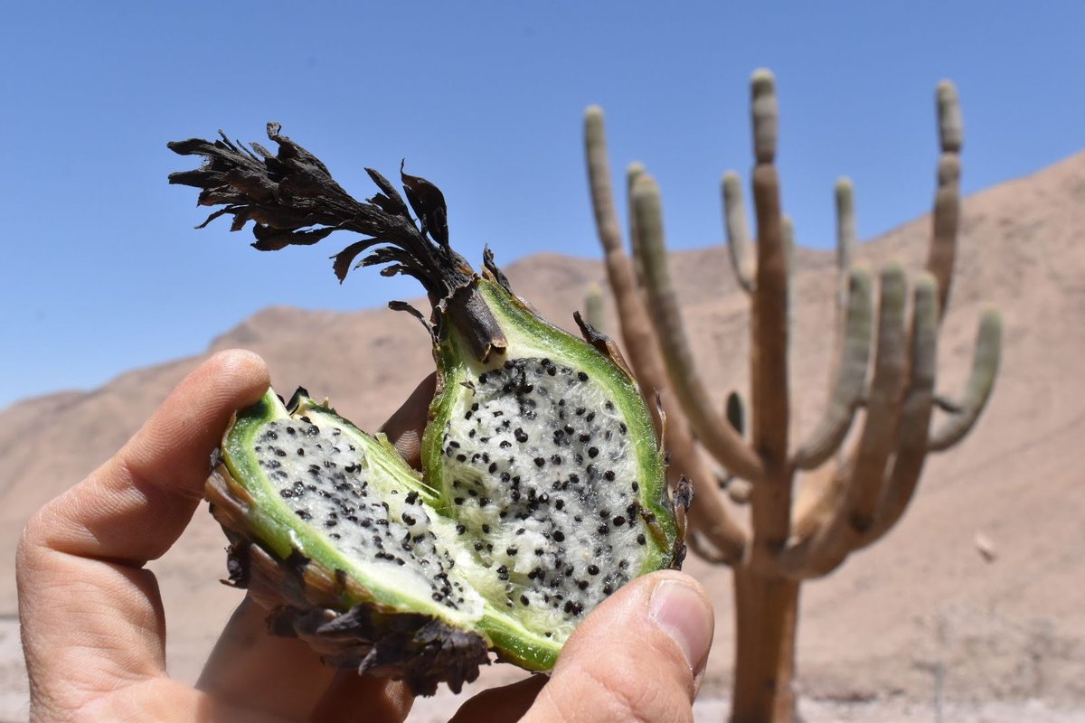 JoeySantore's tweet photo. Browningia candelaris has to be one of the most bizarre columnar cacti in the world. Near the Peru border in Northern Chile at an elevation of roughly 8,000' (2400m) these cacti live for centuries in the driest (but not very hot) desert on Earth, 40 miles inland from the Pacific. https://t.co/T5v3Ir7u5g