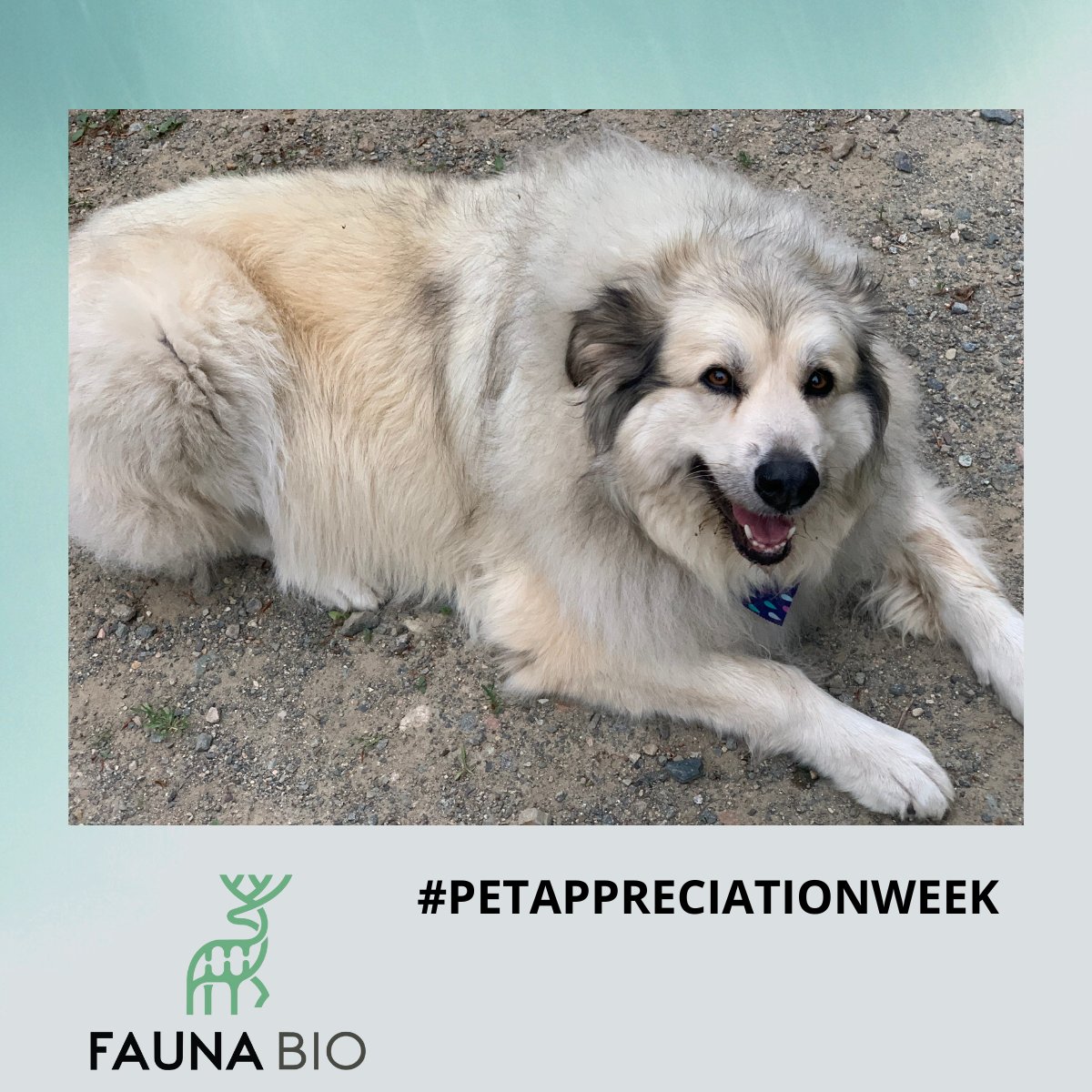 faunabio's tweet photo. Last but not least for #PetAppreciationWeek, meet Bryan Burkey's dogs, Mooch and Lettie, and his cats, Erebus and Sprinkles. #FaunaBio loves our pets! https://t.co/IV1paUCET7
