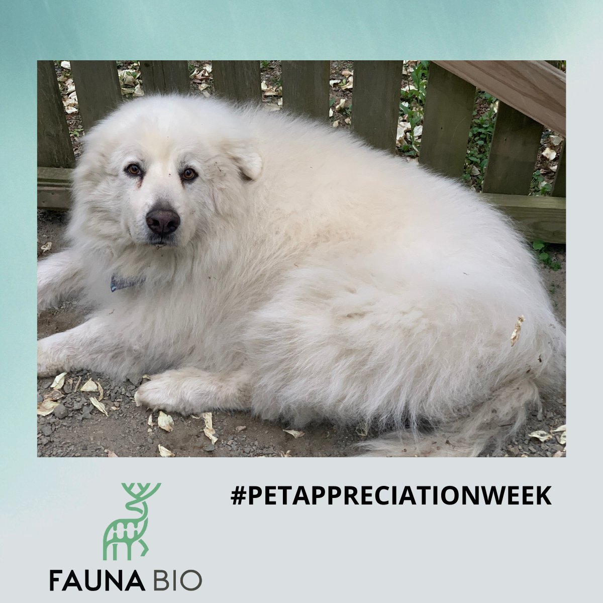 faunabio's tweet photo. Last but not least for #PetAppreciationWeek, meet Bryan Burkey's dogs, Mooch and Lettie, and his cats, Erebus and Sprinkles. #FaunaBio loves our pets! https://t.co/IV1paUCET7