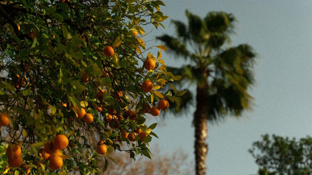 SemesterInSpain's tweet photo. Alegría de Sevilla - Los Naranjos 

One of the unique things about Sevilla are the orange trees that are all over the city. Los Naranjos not only look gorgeous, but make delicious fresh pressed orange juice and marmalades! 

#sis #semesterinspain #sevilla https://t.co/MAf4ms4tIV