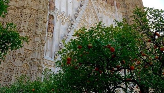 SemesterInSpain's tweet photo. Alegría de Sevilla - Los Naranjos 

One of the unique things about Sevilla are the orange trees that are all over the city. Los Naranjos not only look gorgeous, but make delicious fresh pressed orange juice and marmalades! 

#sis #semesterinspain #sevilla https://t.co/MAf4ms4tIV