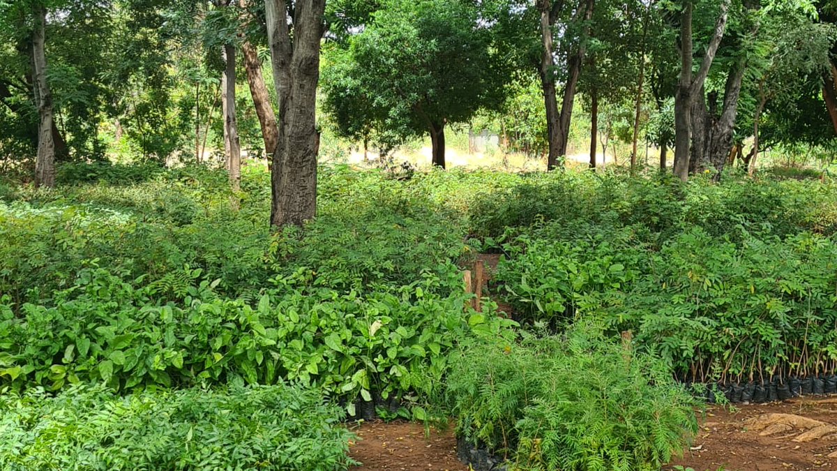 TardaKE's tweet photo. 1/@TardaKE's Chairman Hon. Joe Mutambu today also made his first visit to TARDA's Kiambere Tree Nursery which holds a variety of fruit and forest tree seedlings that are for sale and are also geared at spurring conservation within the basins. #Environment #BasinDevelopment https://t.co/feGdLyAfOJ