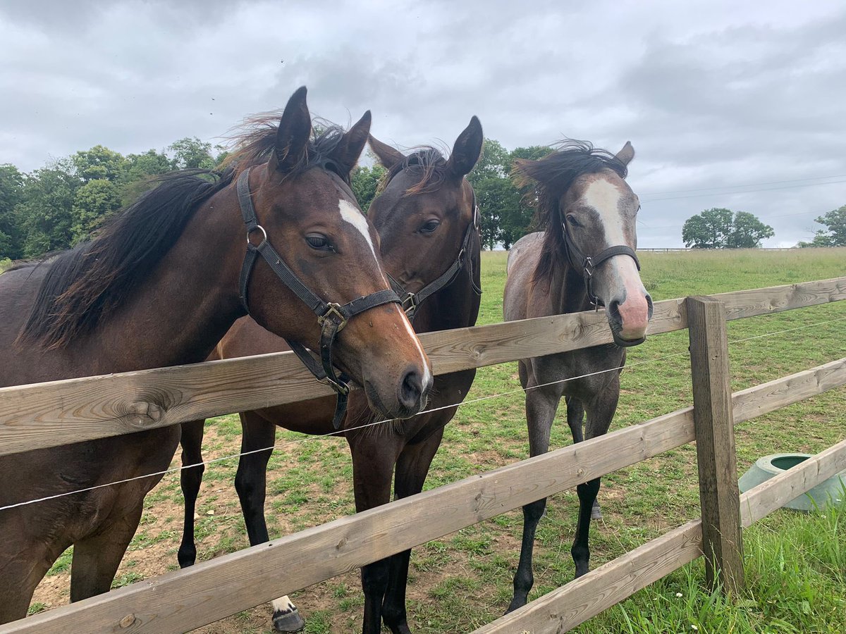 SoleneGibault's tweet photo. 🐴 Quelle joie de clore ces semaines de campagne au Haras du château de #Rabodanges !
Députée, je m’emploierai à soutenir et à valoriser l’excellence de notre filière équine que je connais bien 🏇
#AvecVous #Orne https://t.co/b0J9bYNjEF