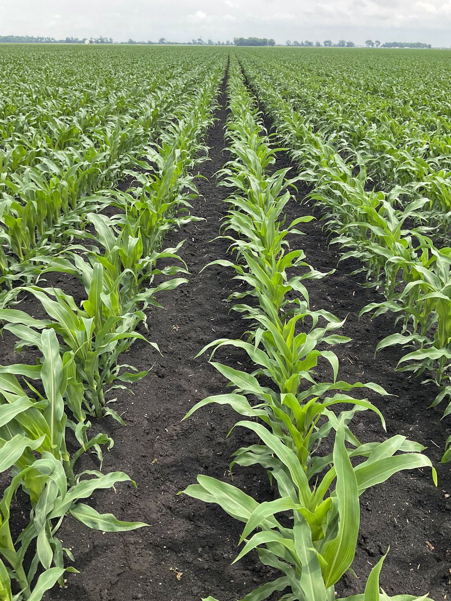 PAG_TSchultz's tweet photo. #pag #rockriverlab collected some tissue samples from a nice looking corn field in Douglas Co yesterday for a customer https://t.co/Cvy7AyB33R