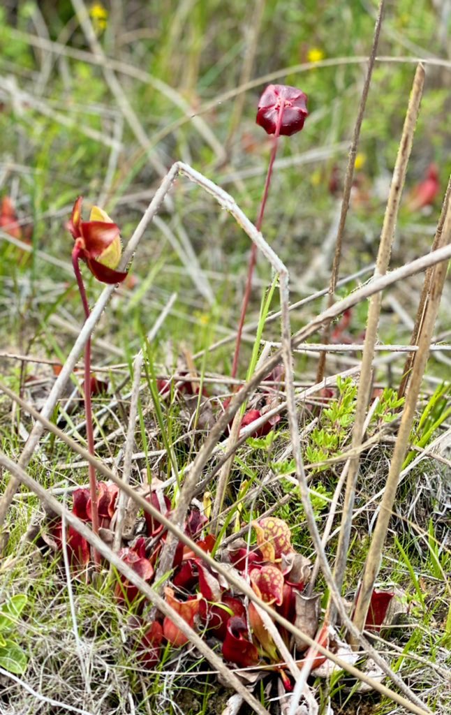 ReptileRachel's tweet photo. Another turtle-y (and beautiful plant) week in the books! Every summer I spend in the field, I appreciate Ontario’s beauty that much more. #WetlandsAndReptiles #PitcherPlant https://t.co/tQn6T3dkX6