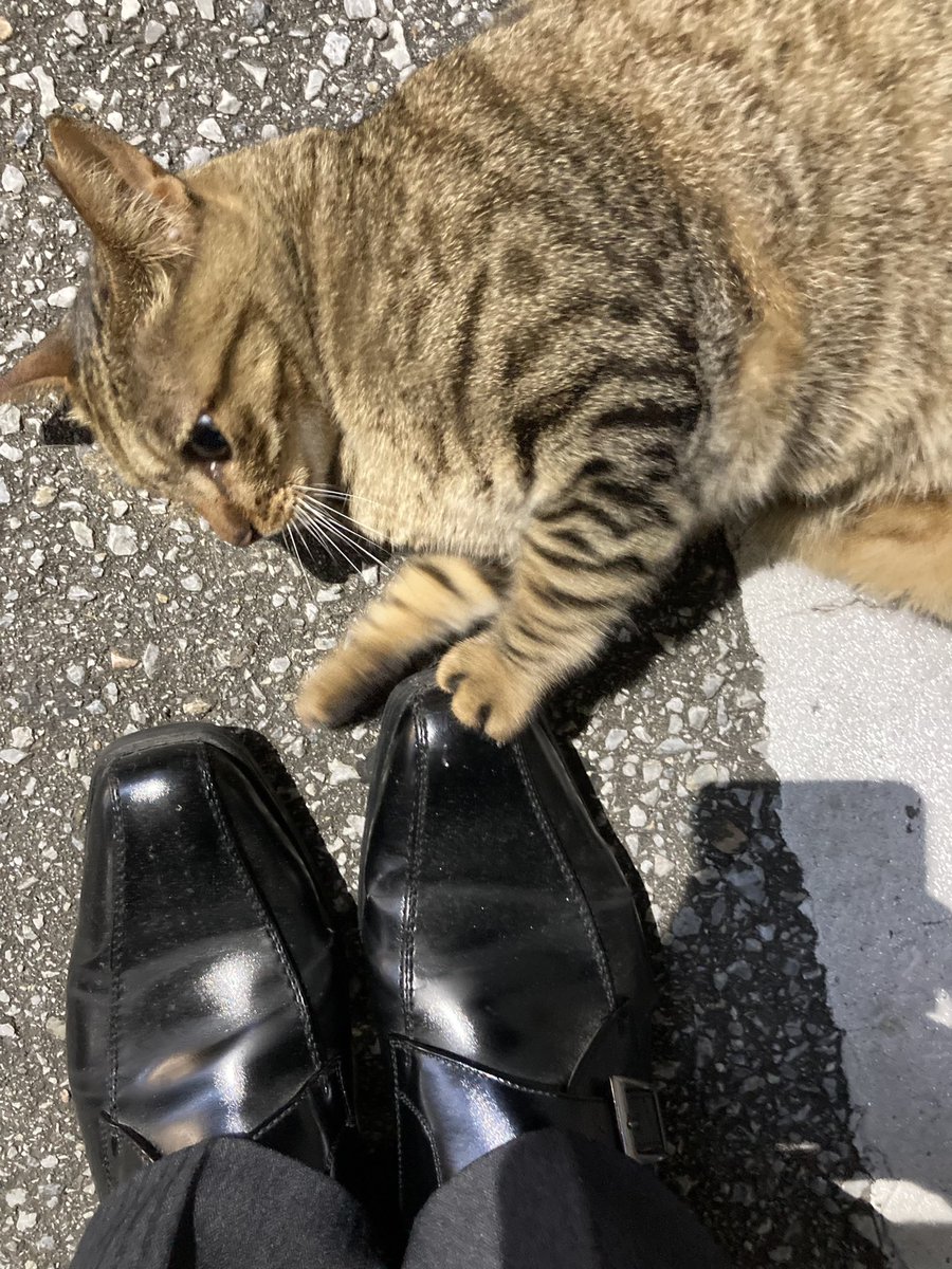 showtokkyu_higa's tweet photo. 今日の「通行止め」！
実力行使派！笑

#おきなわのねこ
#ねこ
#ネコ
#猫 https://t.co/swz7N0fMTd