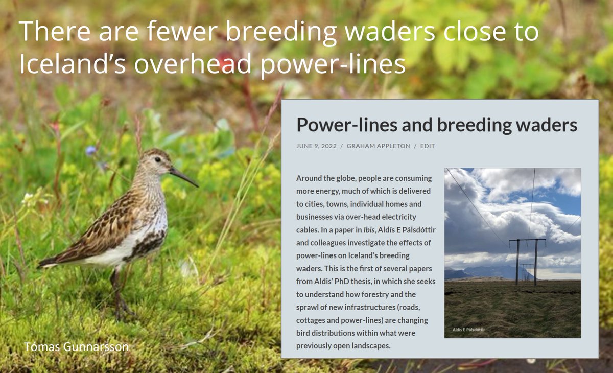 As she walked away from overhead power lines, @eldisarna found that the number of breeding #waders increased by more than 50% in the next 500 metres. #WaderTales blog focuses on paper in @IBIS_journal: wadertales.wordpress.com/2022/06/09/pow… #shorebirds #ornithology