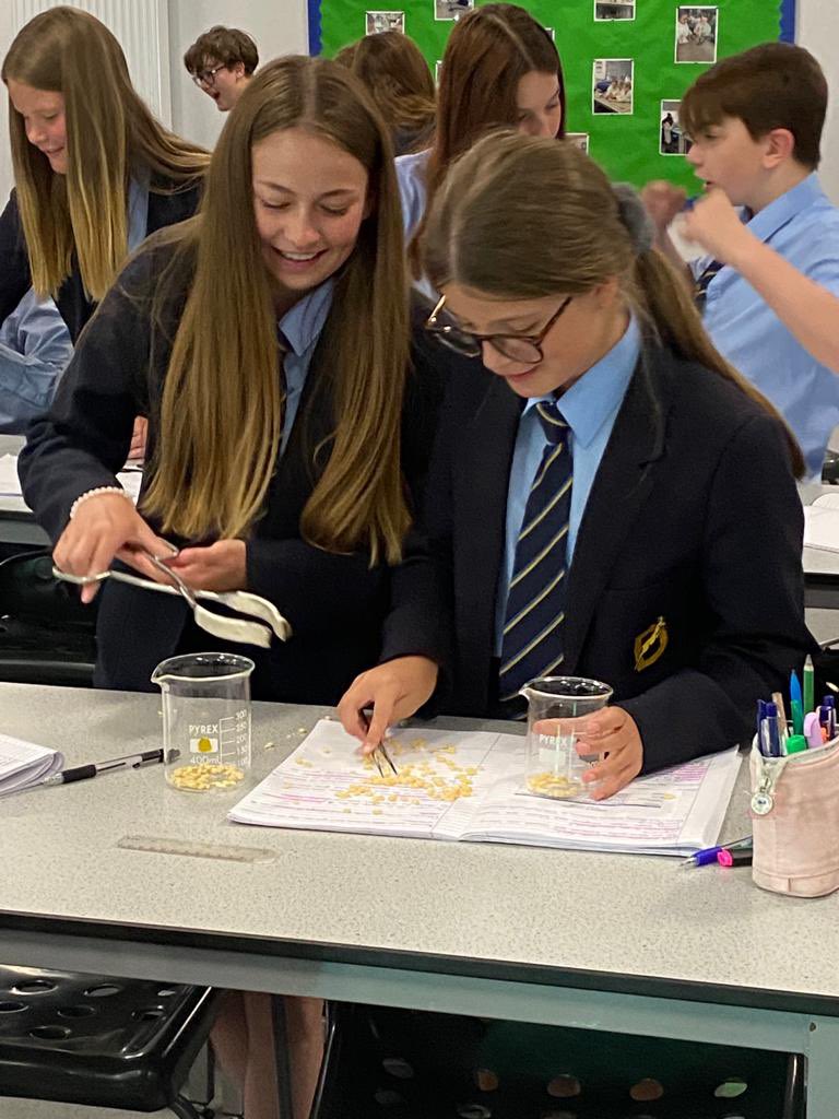 Year 8 modelling beak shape adaptations for Natural selection. They had a lot of fun trying to pick up seeds with tweezers! #imatter