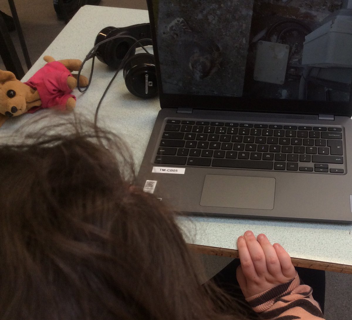 TirMorfa's tweet photo. #ytmLlandegla have enjoyed watching wild webcams. ‘The seals were the cutest thing in the whole world!’ One pupil said. #30DaysWild #ytmscitech https://t.co/AJKWxockXg