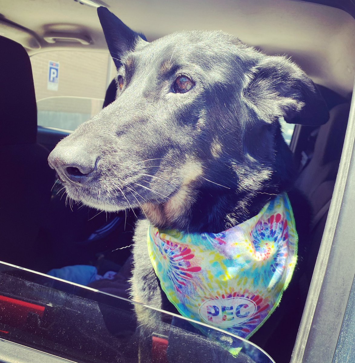countytshirts's tweet photo. It’s the Weekend! Hope you have a great ride!  We’re open all weekend for all your favourite PEC wear! Open Fri. &amp; Sat. 10-5, Sun. 11-4! See you in Picton! #countydogs #dogsofpec #wearthepec #pec #princeedwardcounty #countyup #thecounty #countytshirts #visitpec #visitthecounty https://t.co/2q5F1J6W7V
