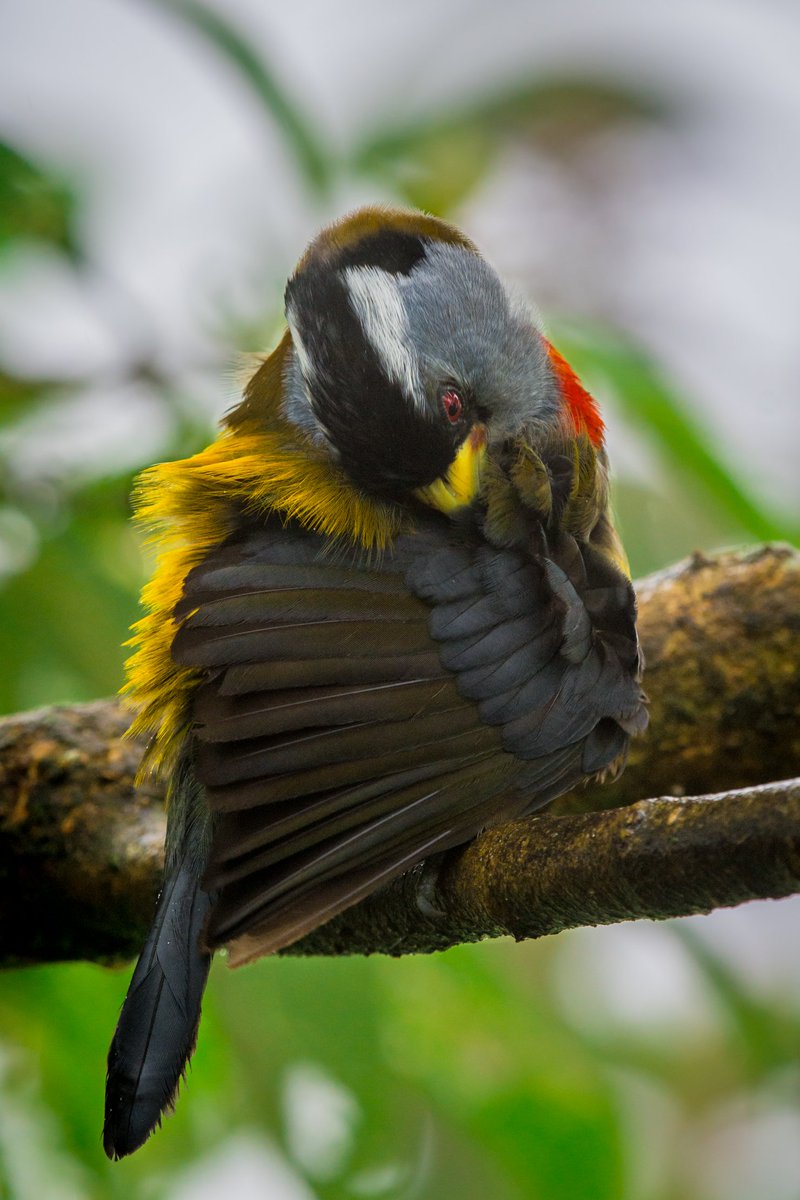 michaelpasaje96's tweet photo. Quién se está asícalando por qué hoy es viernes!! 
- Compás/Toucan Barbet/Semnornis ramphastinus
#BirdsPhotography #Colombia https://t.co/fAJEBVf8R5